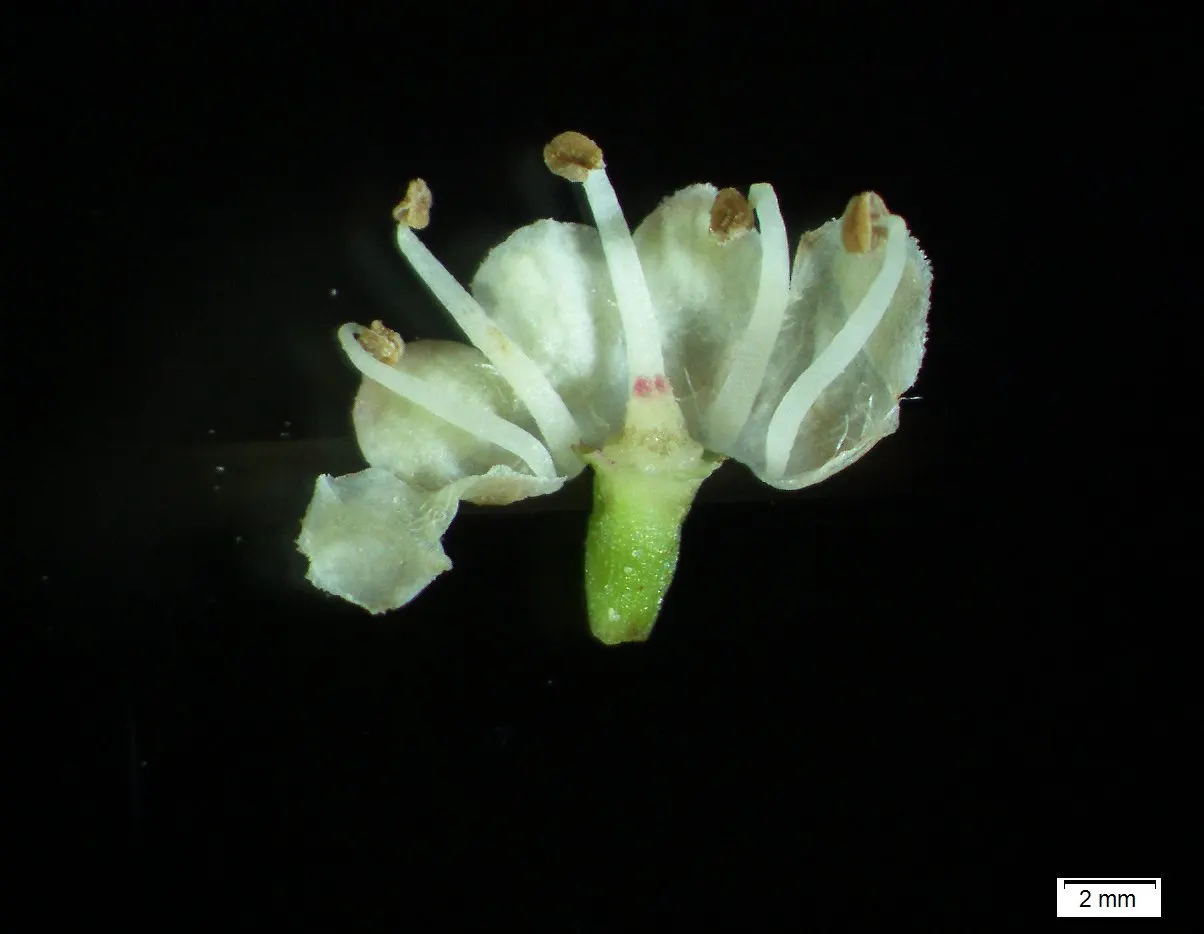American Cranberrybush (Viburnum Opulus Var. Americanum) — The American Cranberrybush, scientifically known as Viburnum opulus var; each blossom, image 58