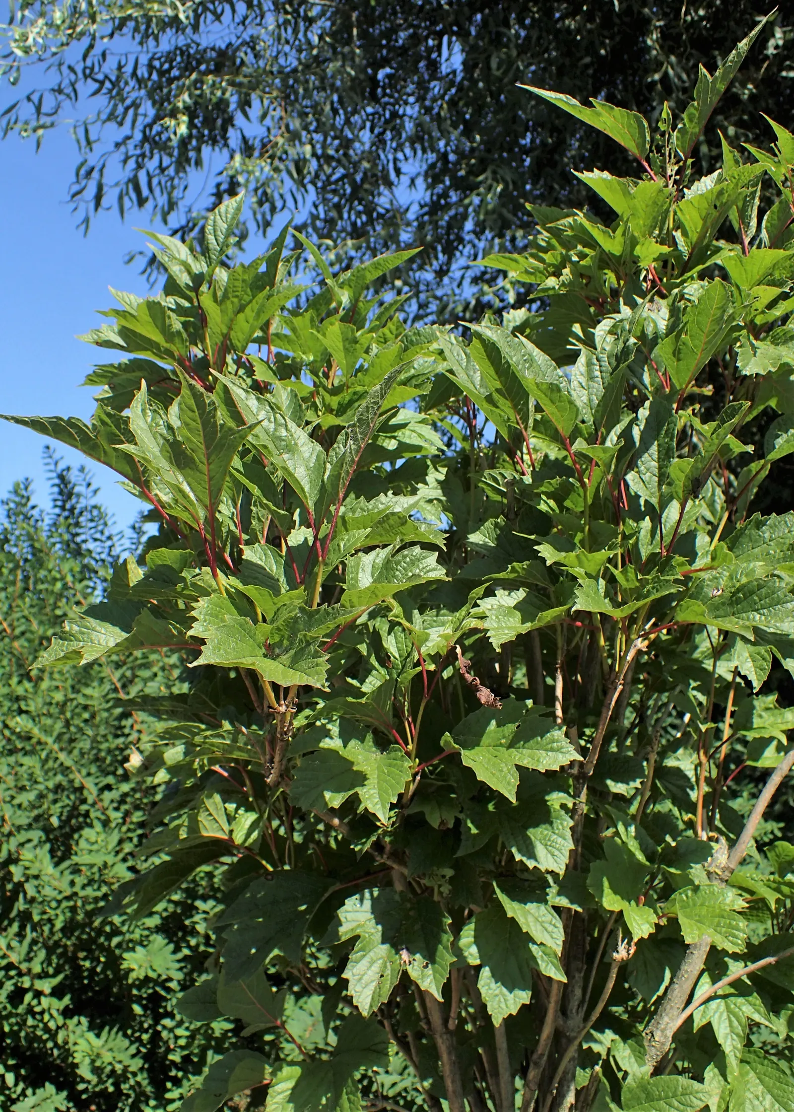 American Cranberrybush (Viburnum Opulus Var. Americanum) — which persist well into the winter