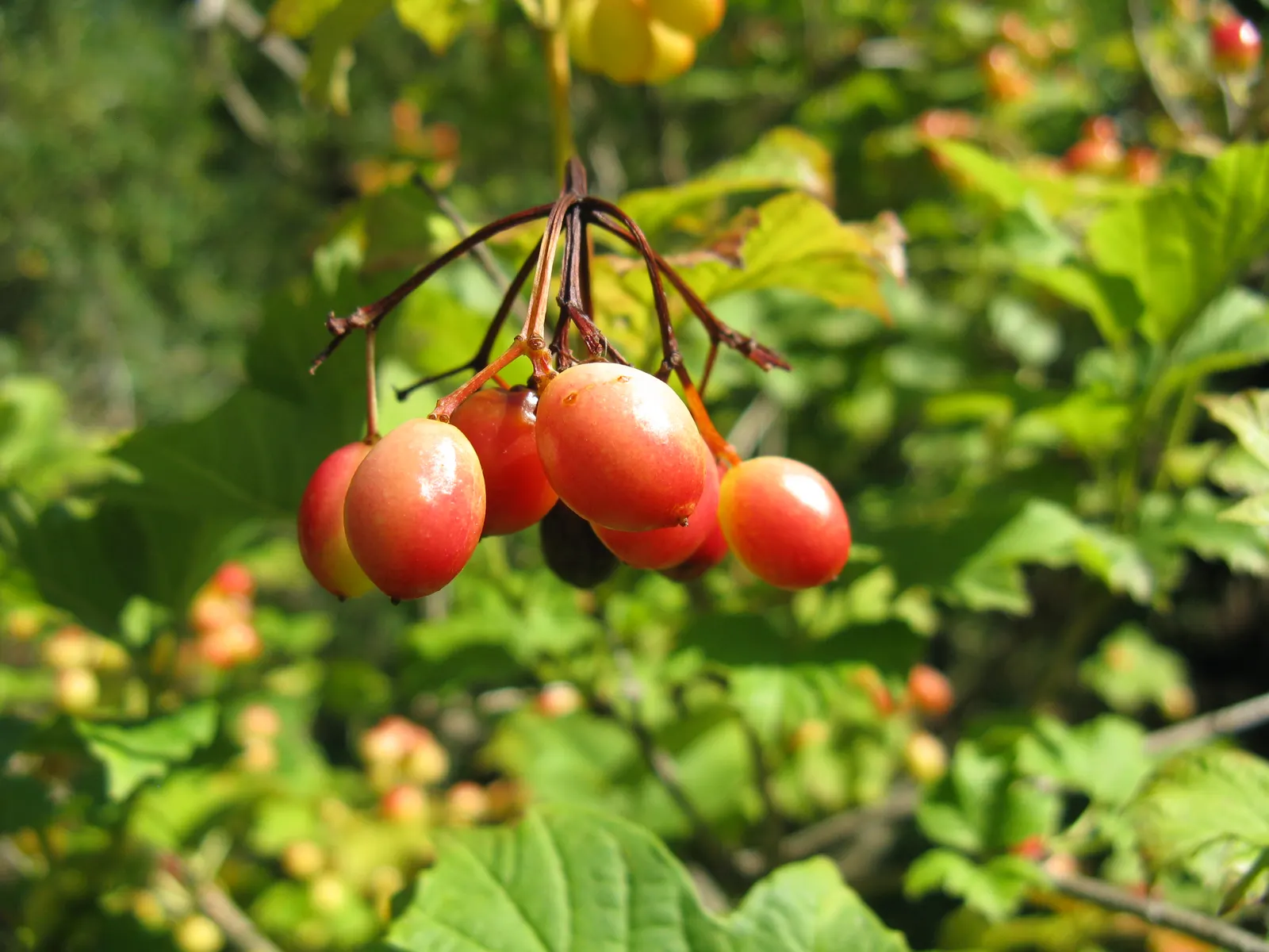 American Cranberrybush (Viburnum Opulus Var. Americanum) — shrub for full or half or shade; or as a single specimen within a mixed border, image 78