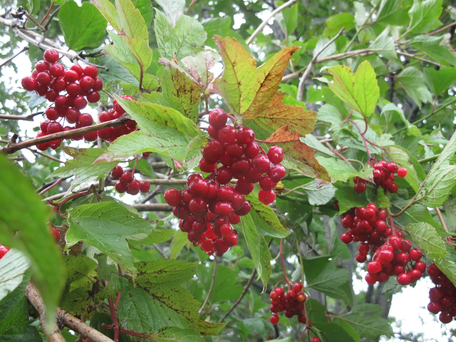 American Cranberrybush (Viburnum Opulus Var. Americanum) — The American Cranberrybush, a deciduous shrub (Viburnum opulus var; well-suited to zones 2-7, it