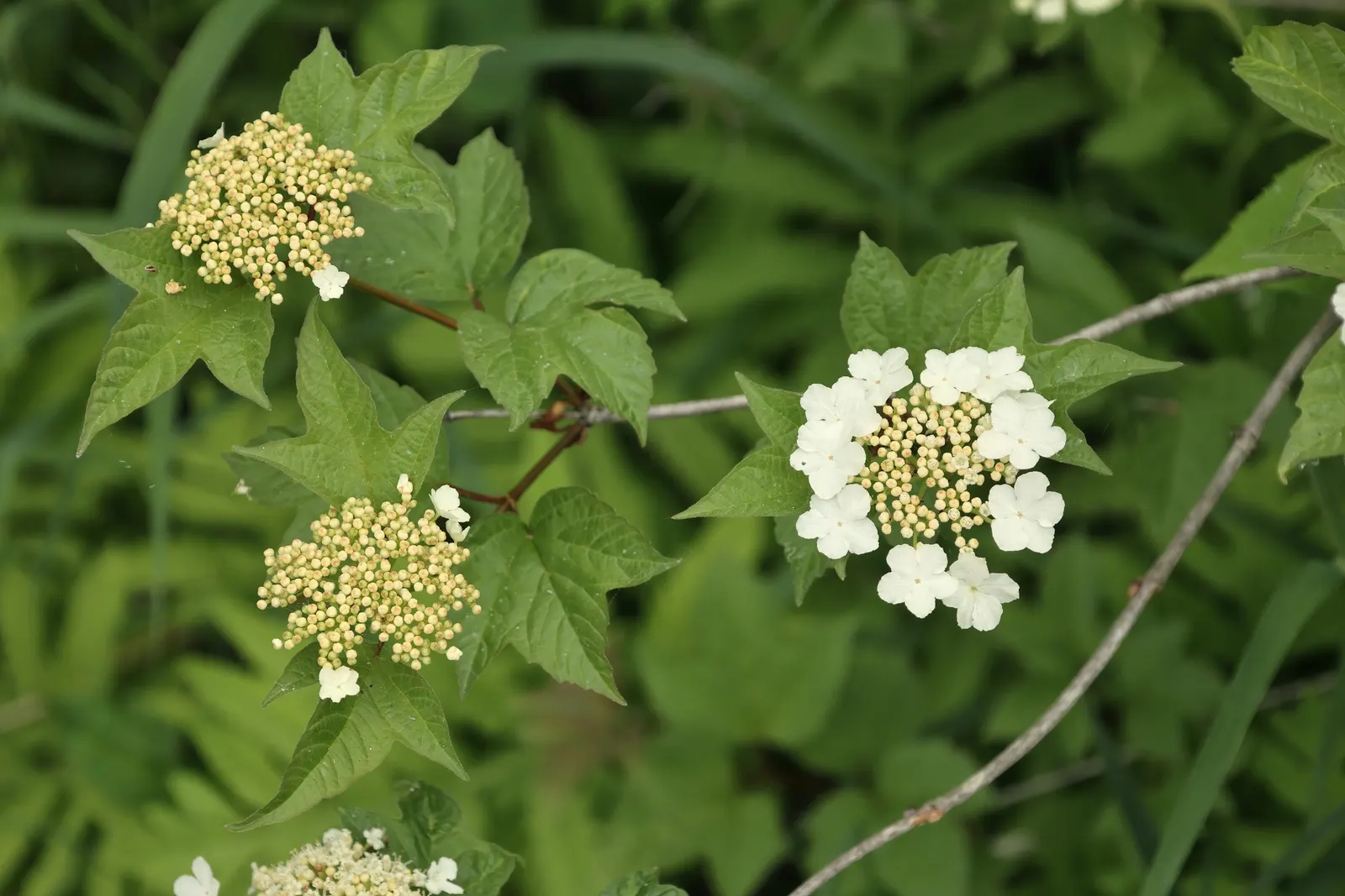 American Cranberrybush (Viburnum Opulus Var. Americanum) — display a striking maple-like configuration that turns a vibrant red in the fall; it, image 88
