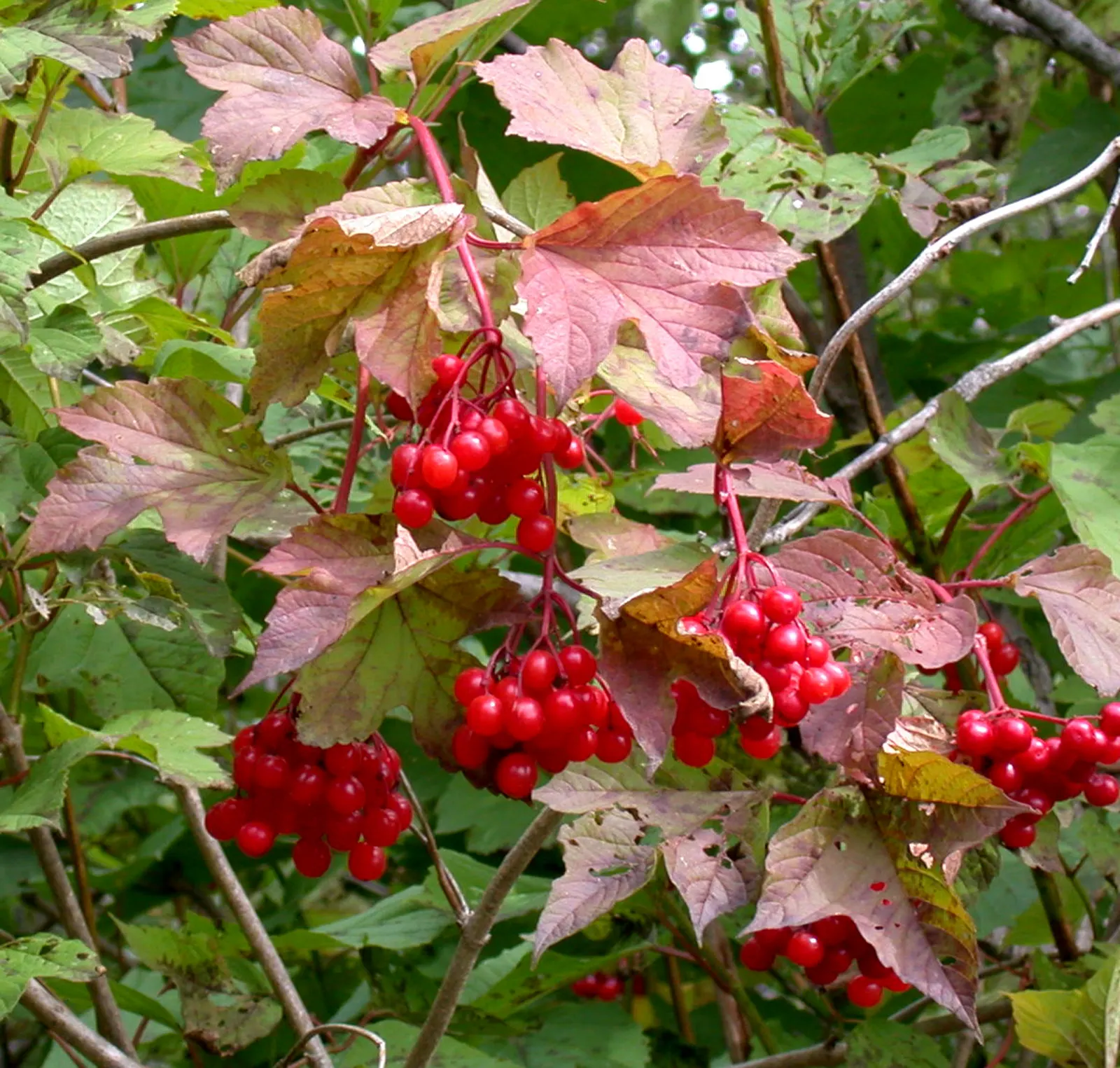American Cranberrybush (Viburnum Opulus Var. Americanum) — white flowers in the garden