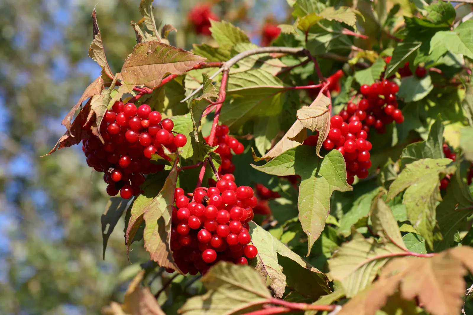 American Cranberrybush (Viburnum Opulus Var. Americanum) — each blossom roughly 1/4 inch across; display a striking maple-like configuration that turns a