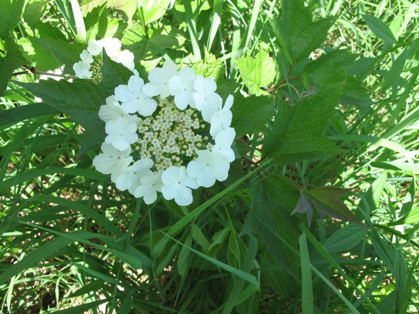 American Cranberrybush (Viburnum Opulus Var. Americanum) — or as a single specimen within a mixed border