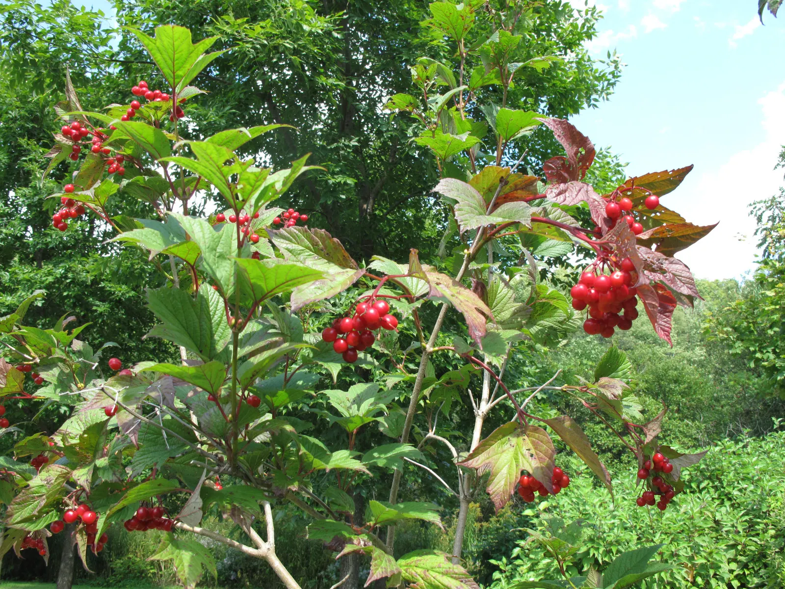 American Cranberrybush (Viburnum Opulus Var. Americanum) — about 1/3 inch in diameter; a versatile choice, offering seasonal interest and wildlife, image 68