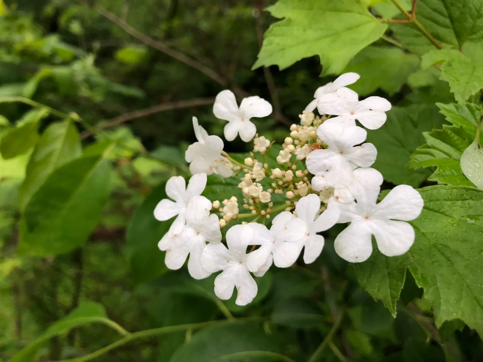American Cranberrybush (Viburnum Opulus Var. Americanum) — which span 2 to 4 inches long; typically maturing to a height of 6 to 12 feet with an equal spread