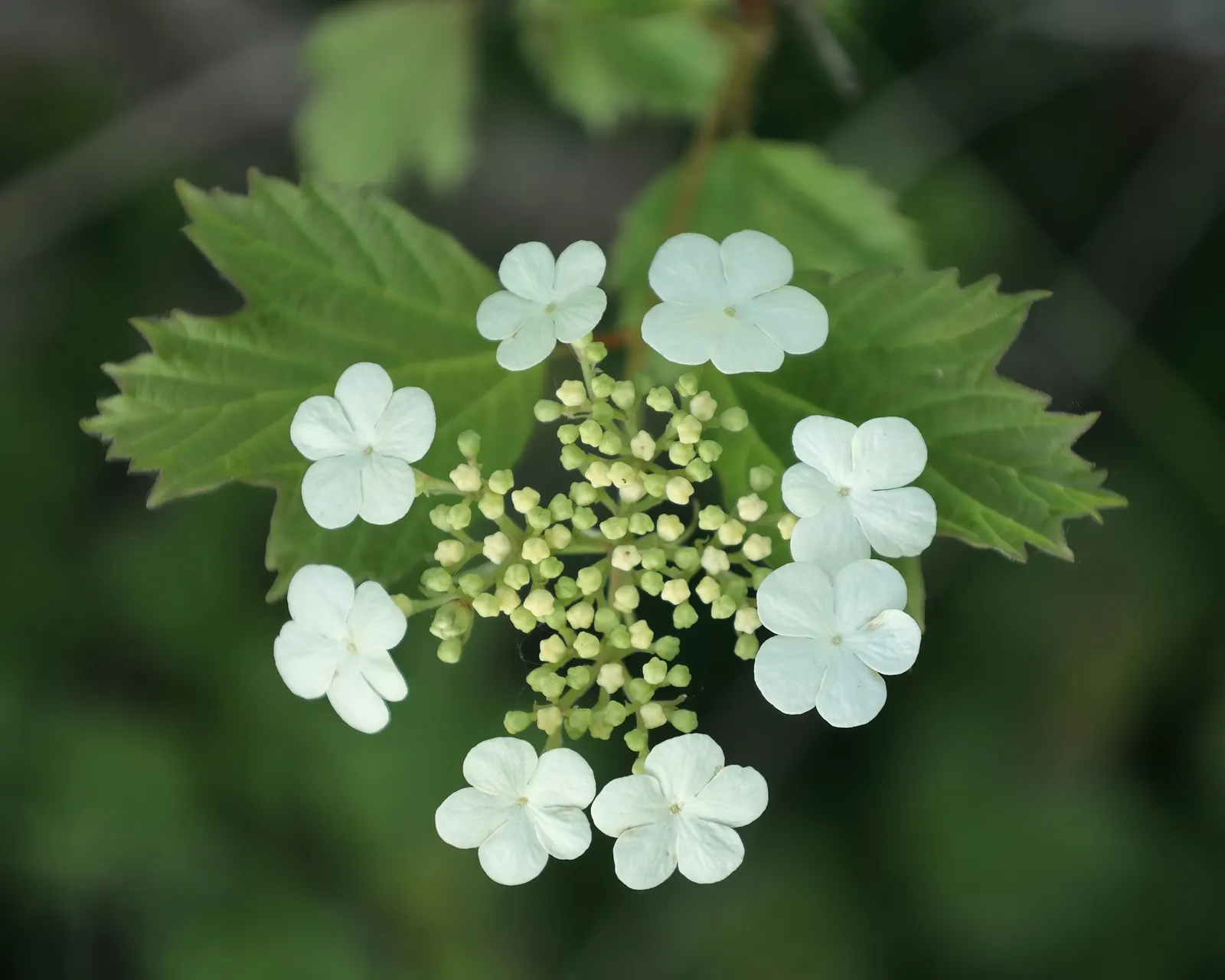 American Cranberrybush (Viburnum Opulus Var. Americanum) — about 1/3 inch in diameter; a versatile choice, offering seasonal interest and wildlife, image 94