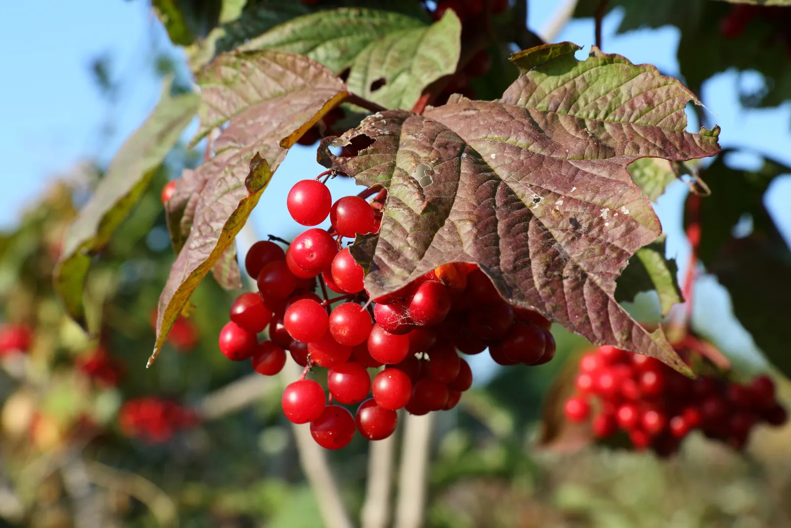 American Cranberrybush (Viburnum Opulus Var. Americanum) — it produces bright red berries; white flowers in the garden, image 93
