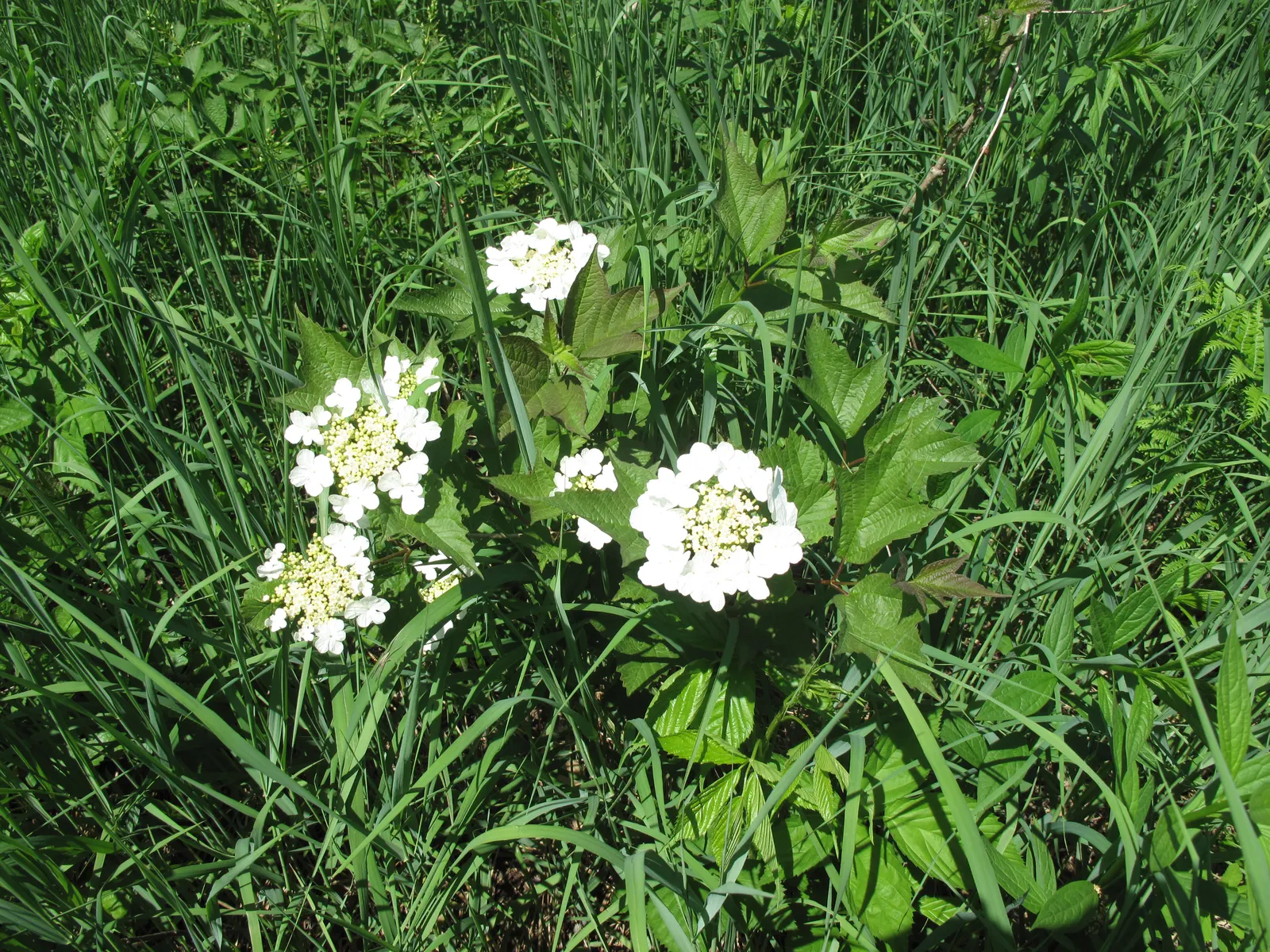 American Cranberrybush (Viburnum Opulus Var. Americanum) — the American Cranberrybush dazzles with white lace-cap flowers