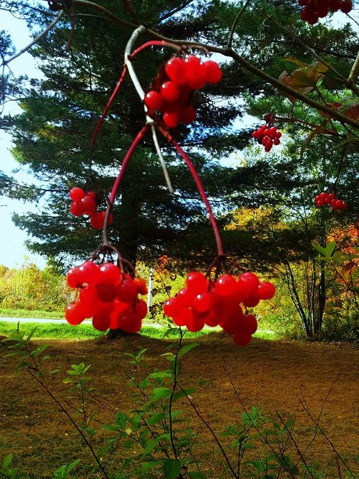 American Cranberrybush (Viburnum Opulus Var. Americanum) — A versatile choice, offering seasonal interest and wildlife benefits; the American Cranberrybush