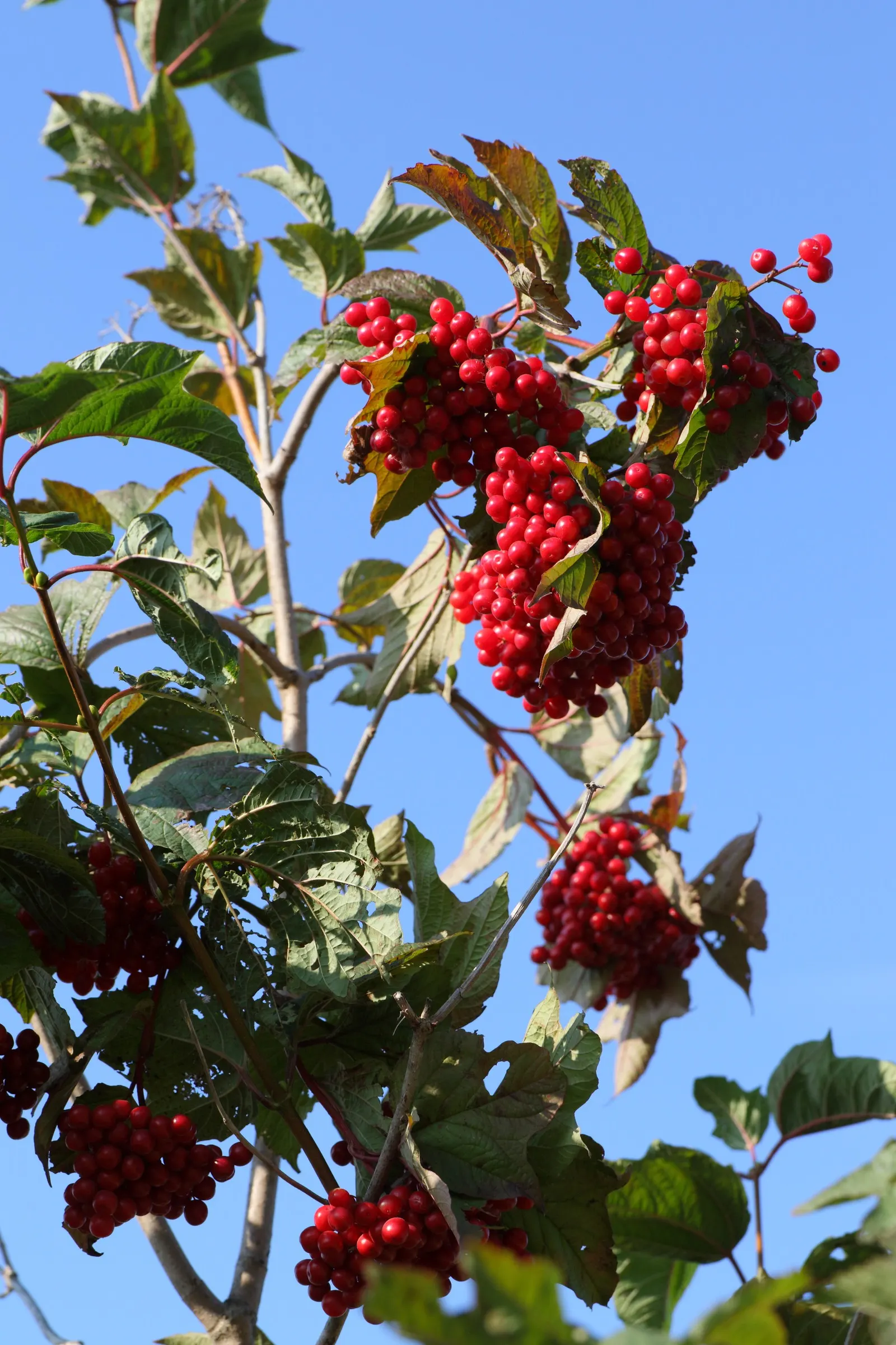 American Cranberrybush (Viburnum Opulus Var. Americanum) — which persist well into the winter; the American Cranberrybush dazzles with white, image 95