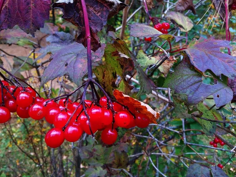 American Cranberrybush (Viburnum Opulus Var. Americanum) — americanum, is a versatile deciduous shrub that presents with both ornamental and, image 59