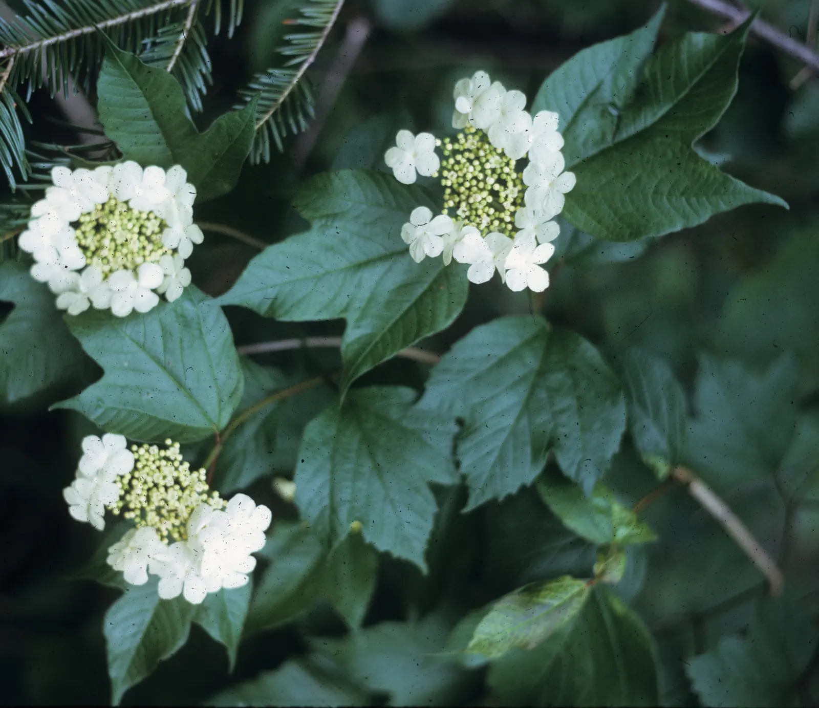 American Cranberrybush (Viburnum Opulus Var. Americanum) — Regular watering is essential, though established shrubs exhibit moderate drought tolerance; forming