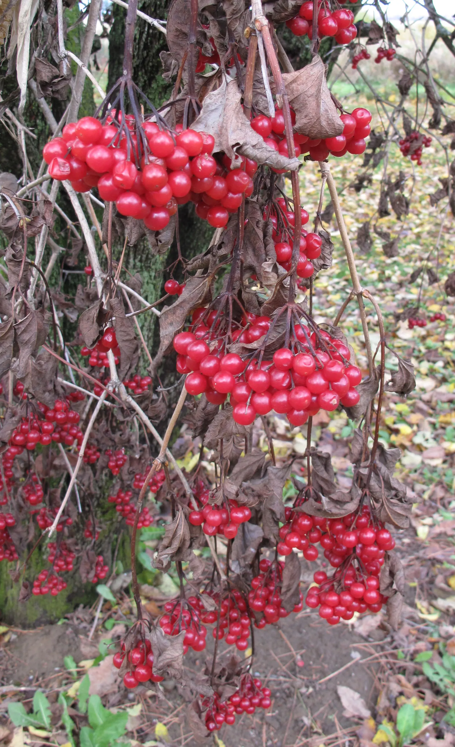 American Cranberrybush (Viburnum Opulus Var. Americanum) — each blossom roughly 1/4 inch across; display a striking maple-like configuration that, image 65