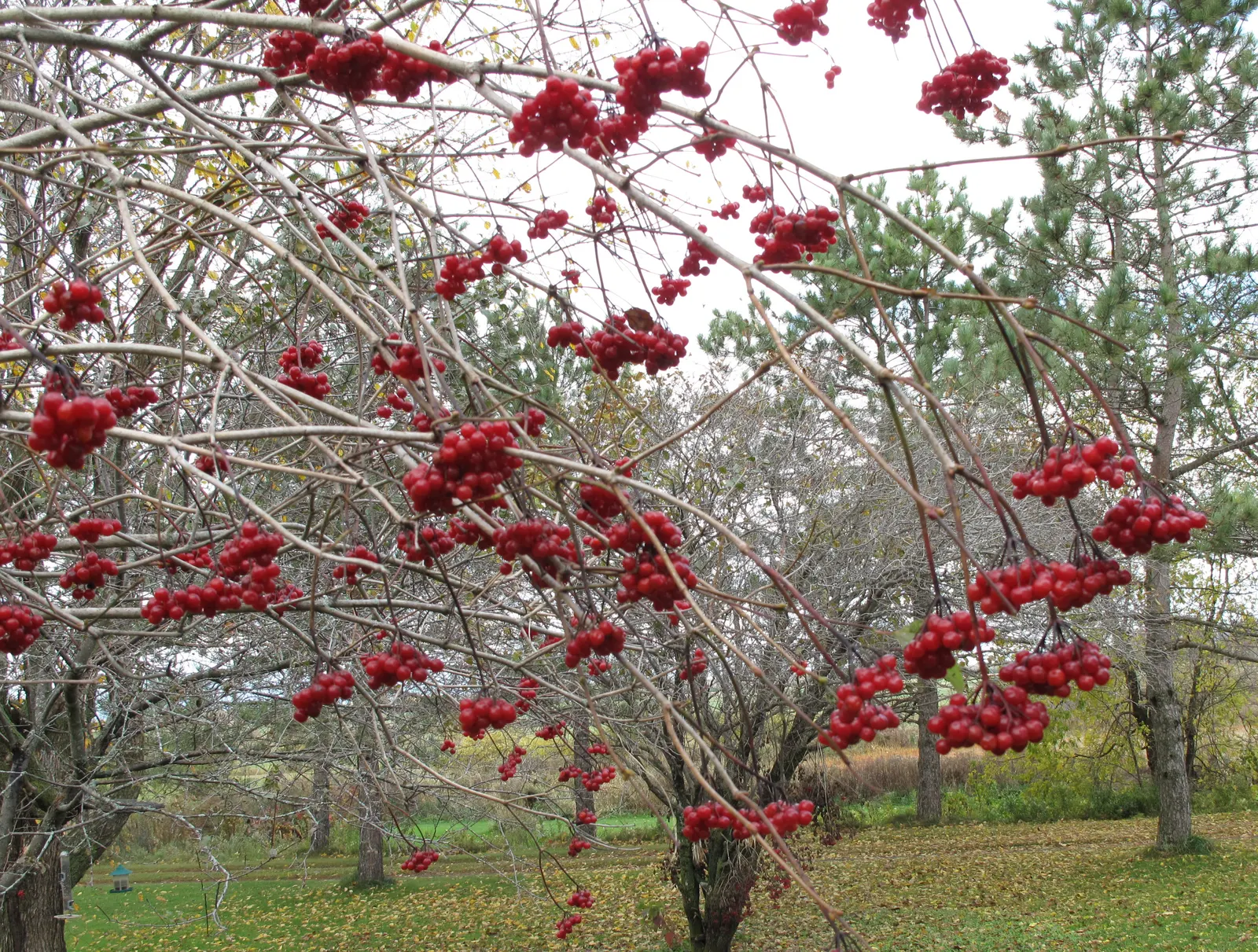 American Cranberrybush (Viburnum Opulus Var. Americanum) — display a striking maple-like configuration that turns a vibrant red in the fall