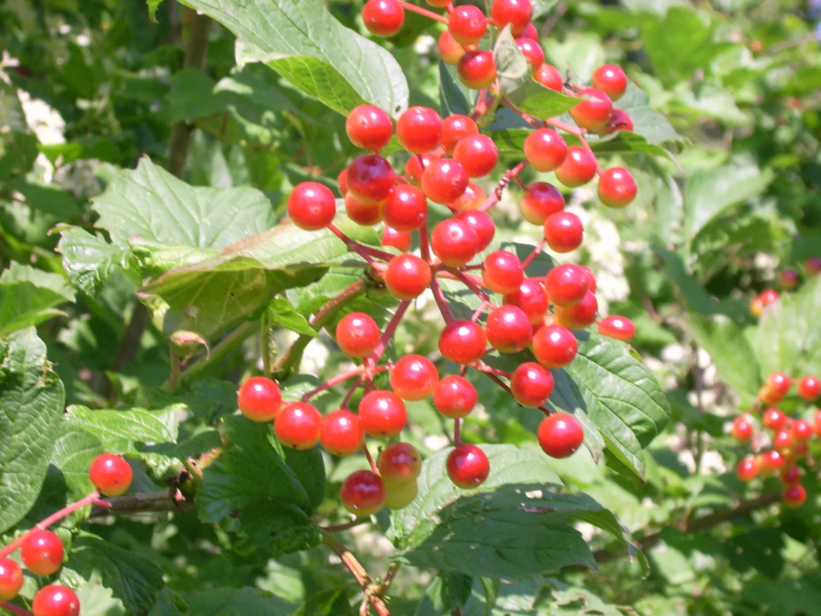 American Cranberrybush (Viburnum Opulus Var. Americanum) — shrub for full or half or shade; or as a single specimen within a mixed border