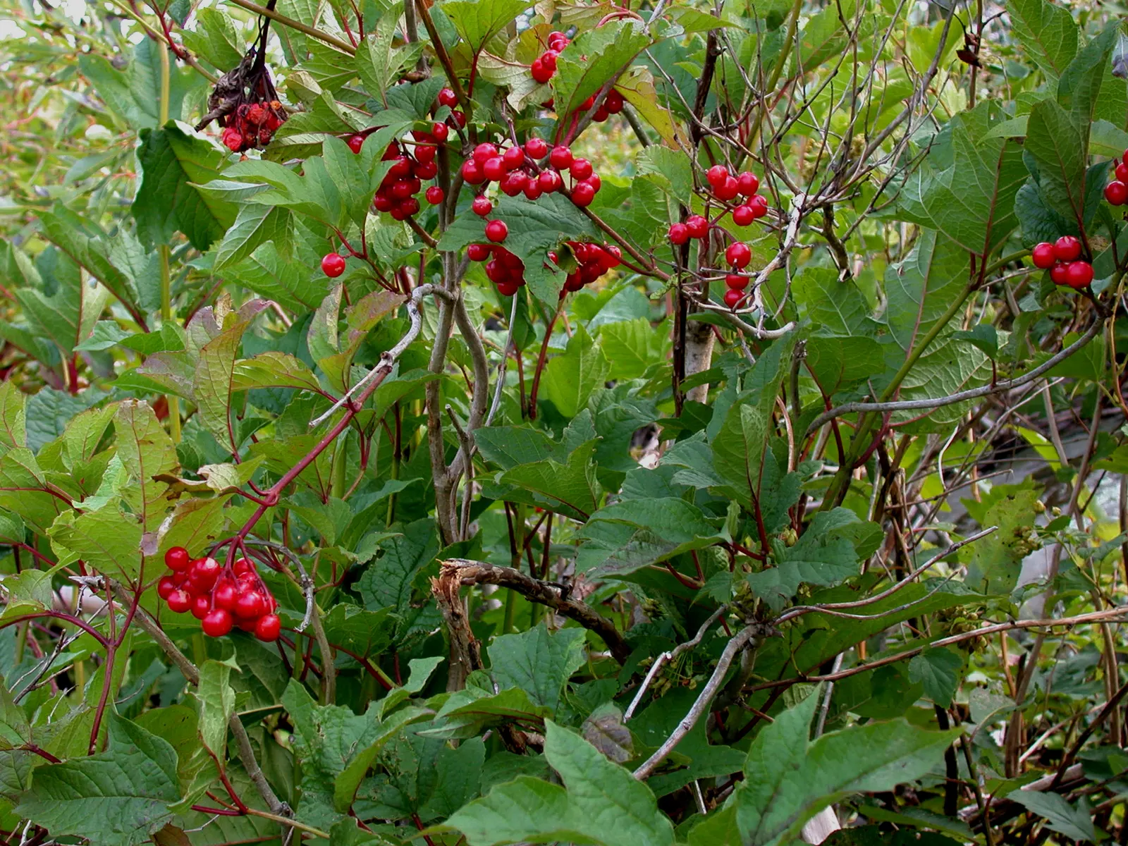 American Cranberrybush (Viburnum Opulus Var. Americanum) — shrub with white blooms; about 1/3 inch in diameter