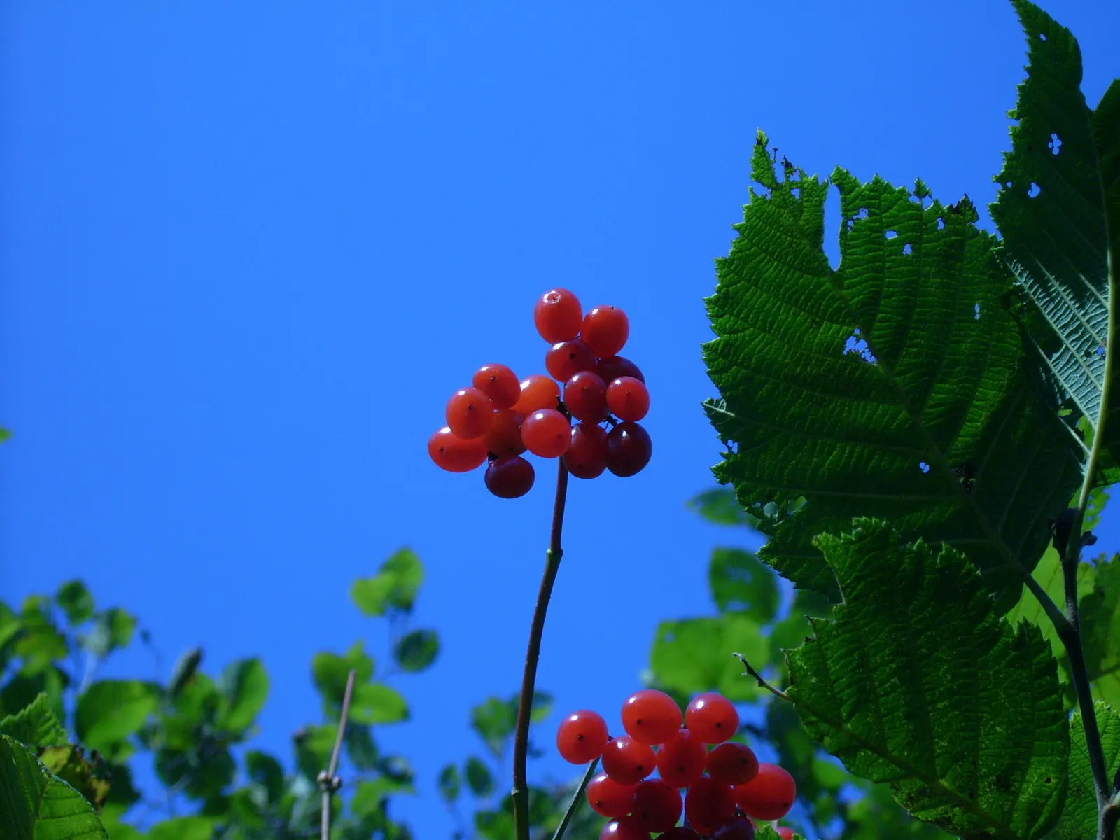 American Cranberrybush (Viburnum Opulus Var. Americanum) — These berries can also be utilized in preserves and jellies