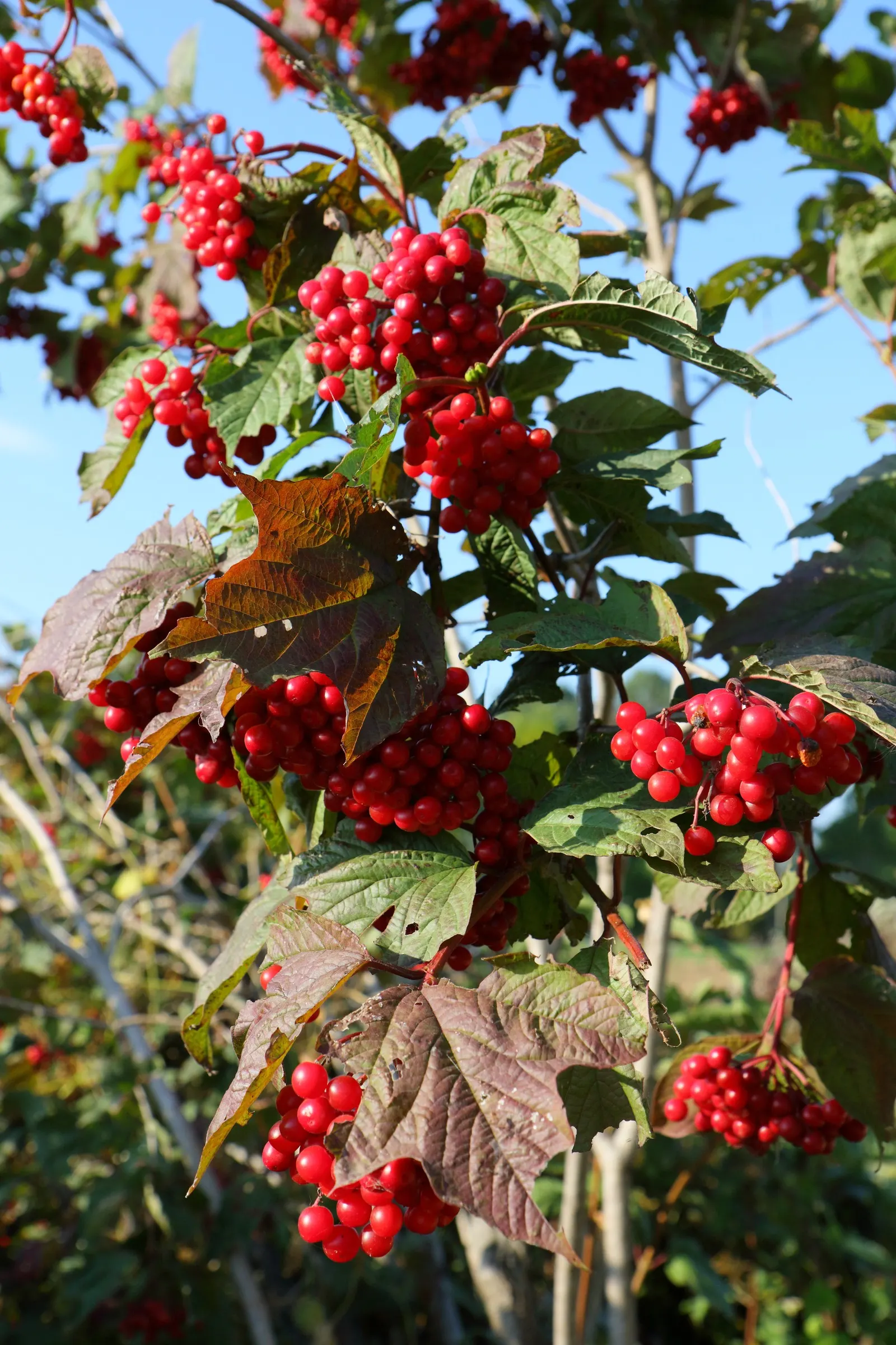 American Cranberrybush (Viburnum Opulus Var. Americanum) — americanum), gracefully adorns landscapes with its dense, rounded 8-12 ft; injecting a burst of