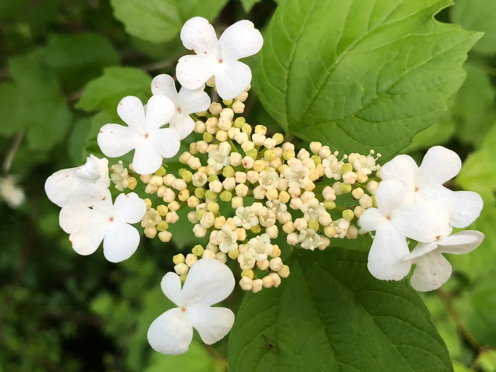 American Cranberrybush (Viburnum Opulus Var. Americanum) — it produces bright red berries; white flowers in the garden