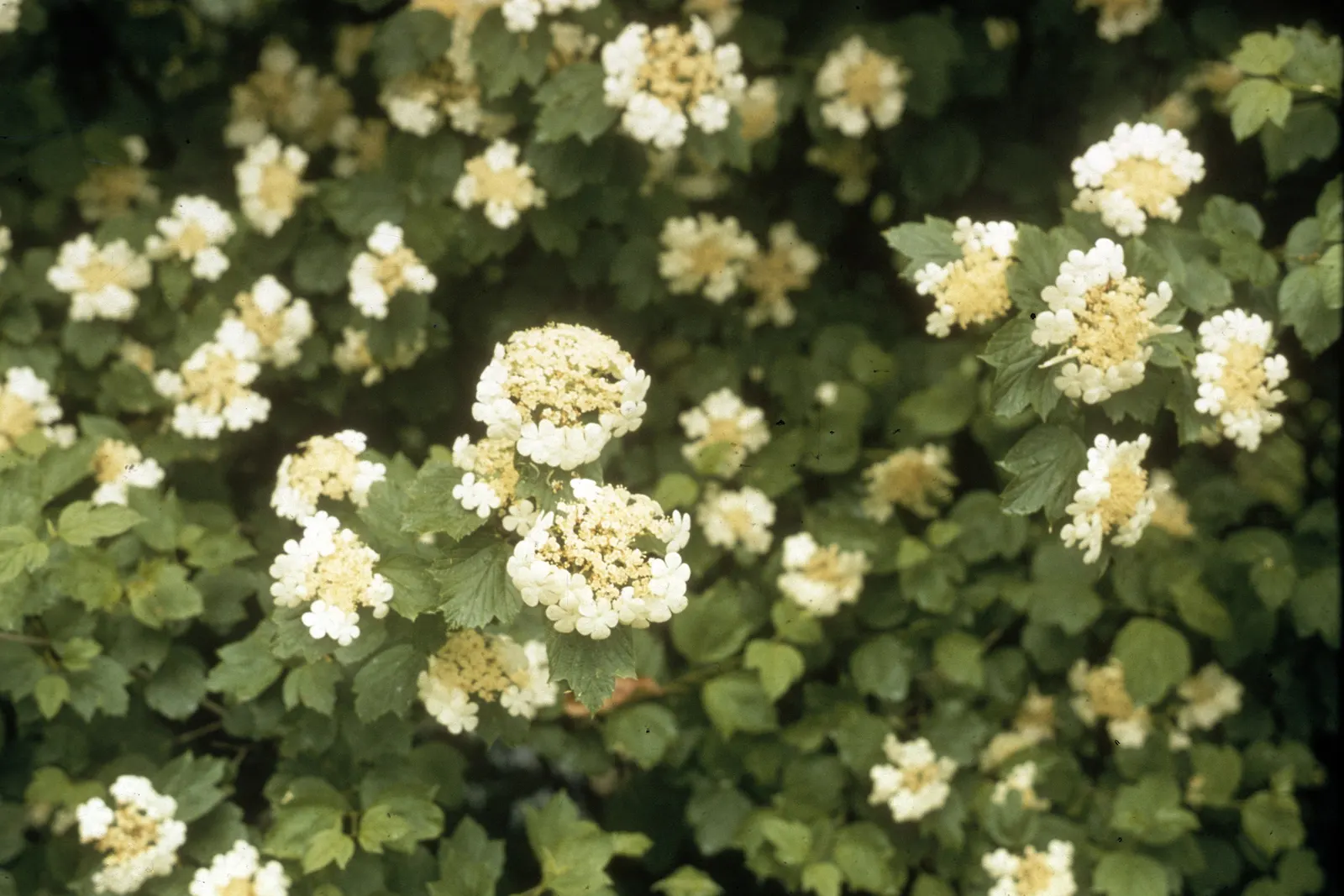 American Cranberrybush (Viburnum Opulus Var. Americanum) — americanum), gracefully adorns landscapes with its dense, rounded 8-12 ft; injecting a, image 80