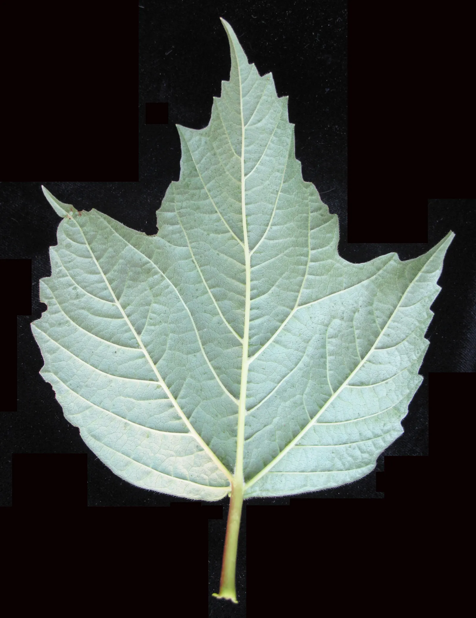 American Cranberrybush (Viburnum Opulus Var. Americanum) — shrub with white blooms