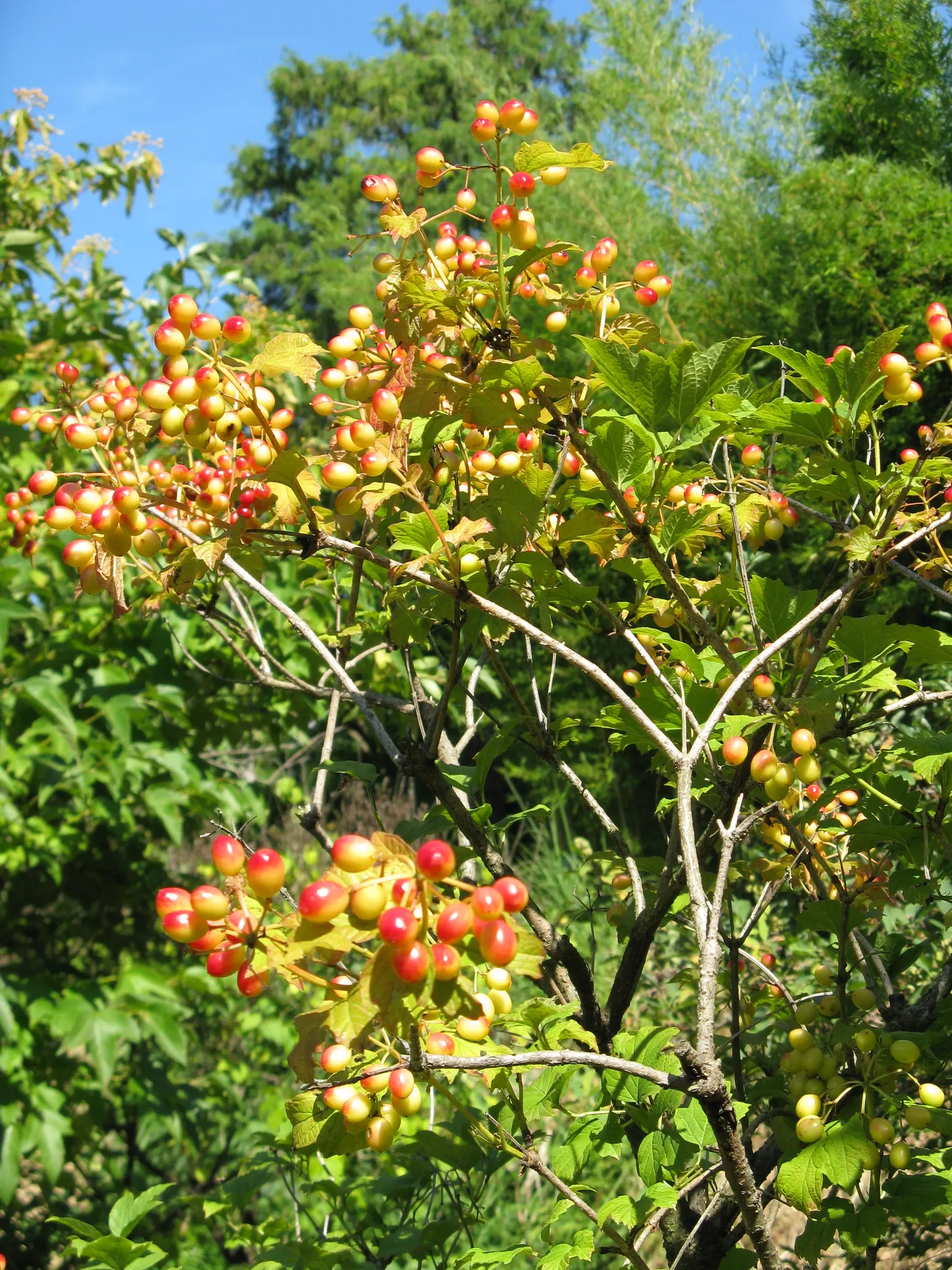 American Cranberrybush (Viburnum Opulus Var. Americanum) — or as a single specimen within a mixed border; americanum), gracefully adorns landscapes, image 75