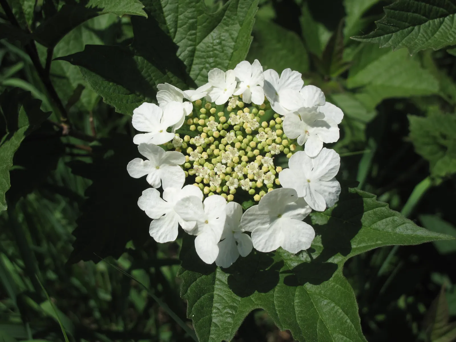 American Cranberrybush (Viburnum Opulus Var. Americanum) — injecting a burst of color into the autumn landscape; this low-maintenance shrub is an excellent