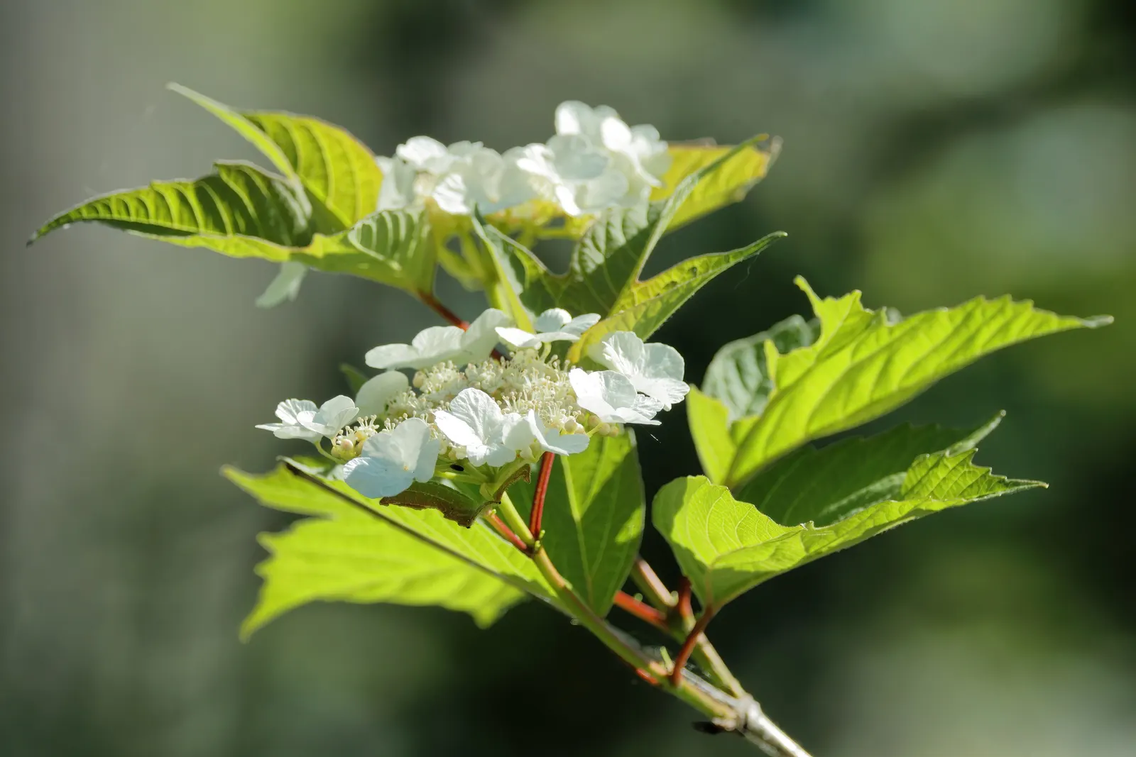 American Cranberrybush (Viburnum Opulus Var. Americanum) — The American Cranberrybush, scientifically known as Viburnum opulus var; each blossom, image 84