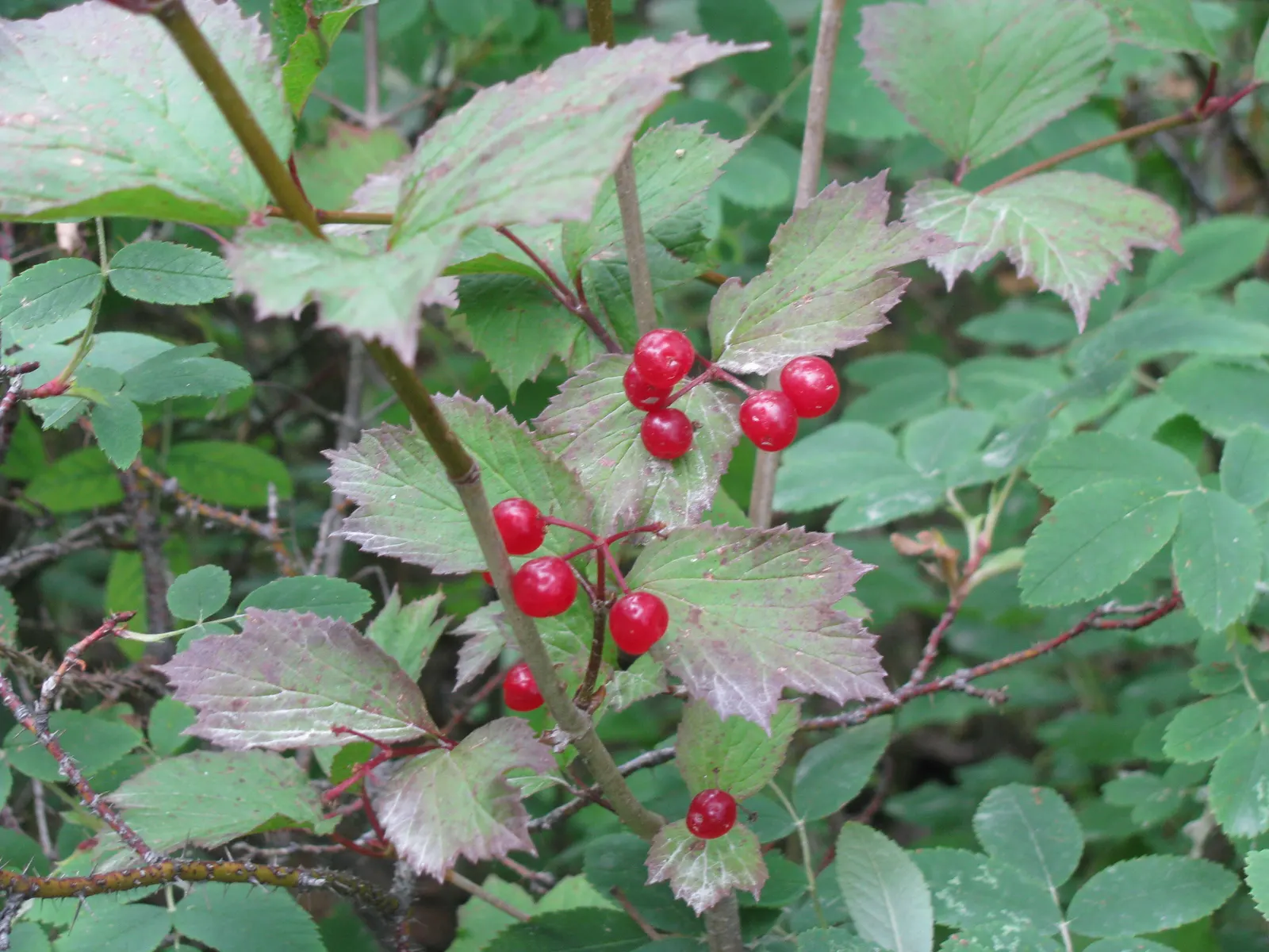 American Cranberrybush (Viburnum Opulus Var. Americanum) — about 1/3 inch in diameter; a versatile choice, offering seasonal interest and wildlife benefits