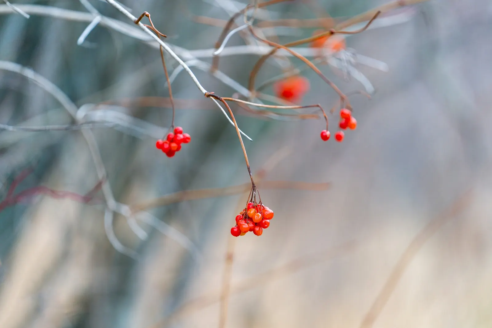 American Cranberrybush (Viburnum Opulus Var. Americanum) — The American Cranberrybush, a deciduous shrub (Viburnum opulus var; well-suited to zones, image 79
