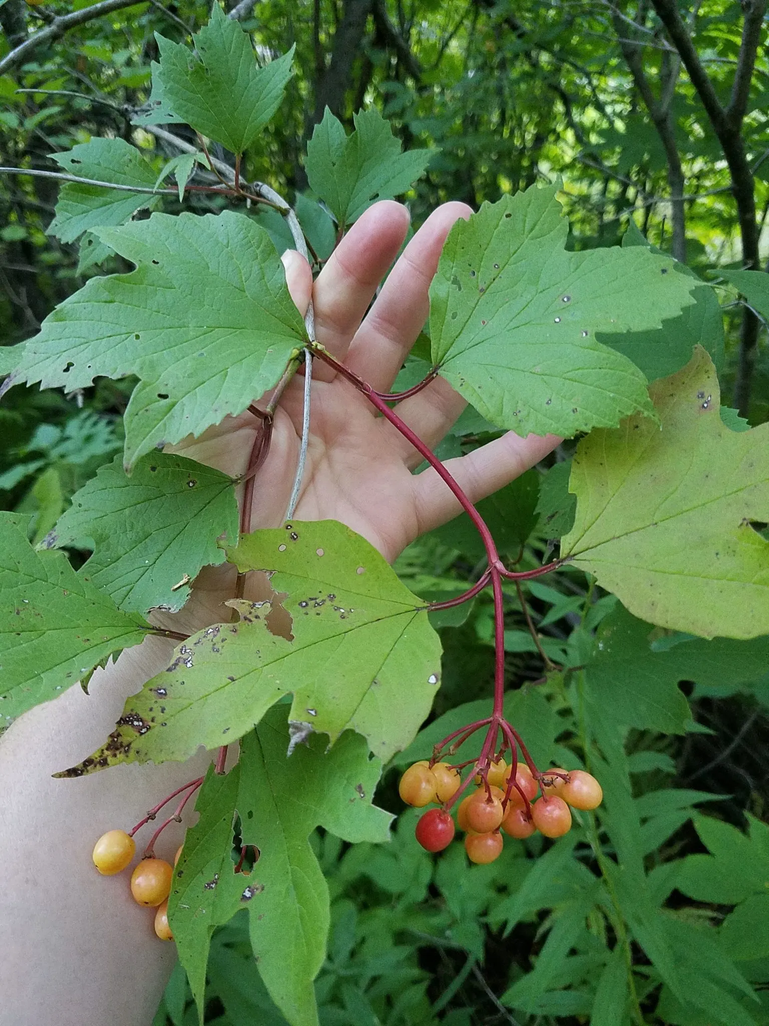 American Cranberrybush (Viburnum Opulus Var. Americanum) — A versatile choice, offering seasonal interest and wildlife benefits; the American, image 83