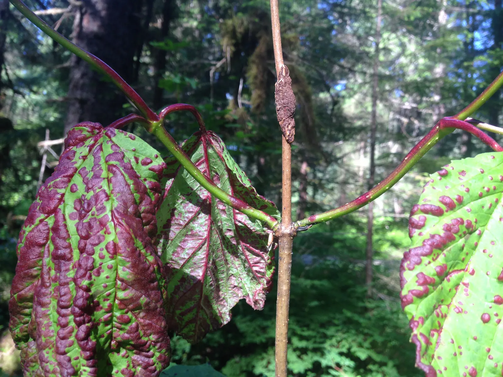 American Cranberrybush (Viburnum Opulus Var. Americanum) — forming larger corymbs up to 3 inches in diameter.<br><br>Following the blooming period