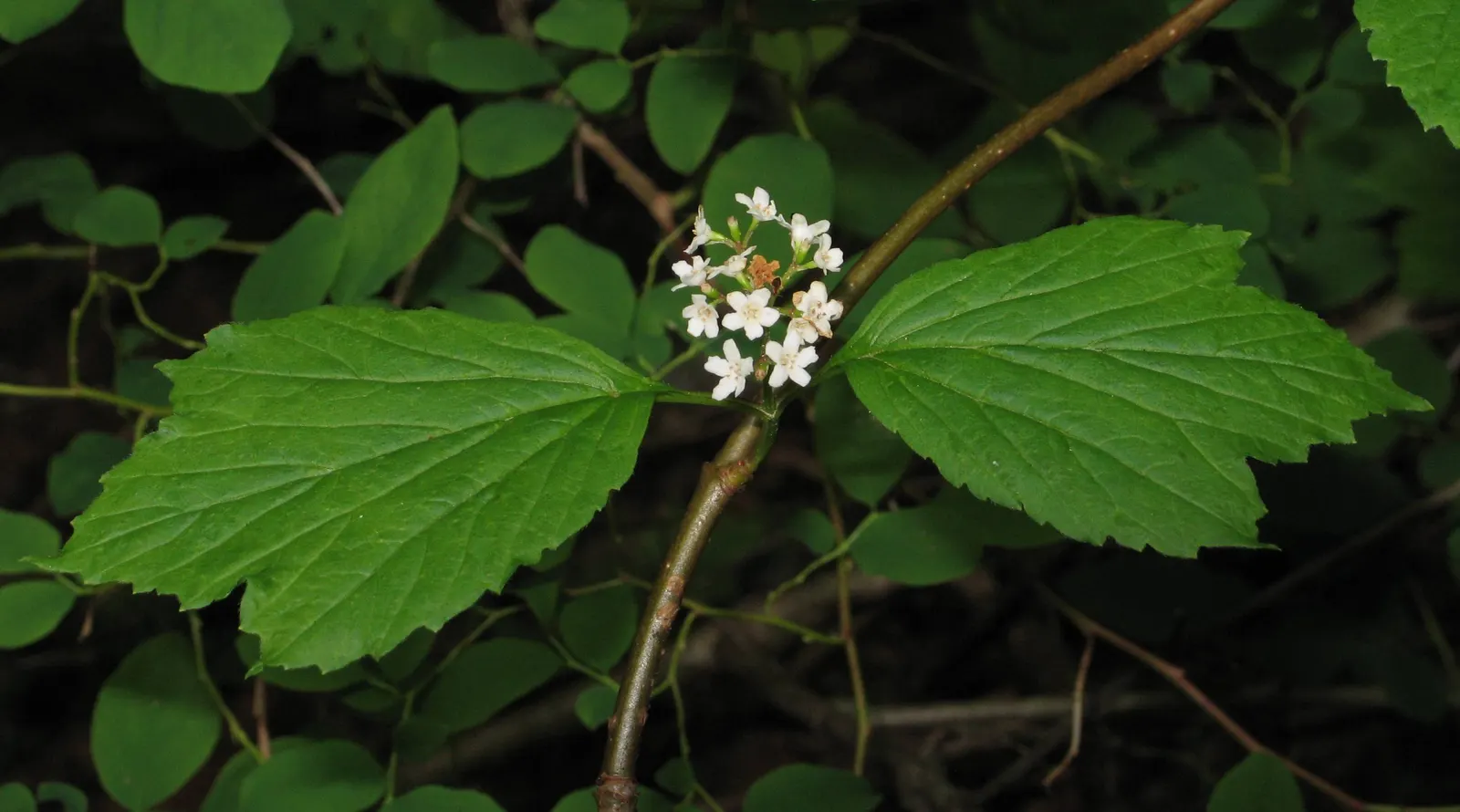 American Cranberrybush (Viburnum Opulus Var. Americanum) — injecting a burst of color into the autumn landscape; this low-maintenance shrub is an, image 63