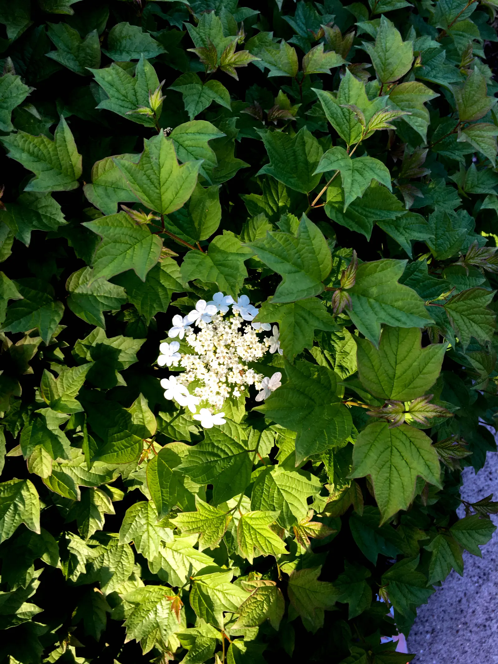 American Cranberrybush (Viburnum Opulus Var. Americanum) — Regular watering is essential, though established shrubs exhibit moderate drought tolerance