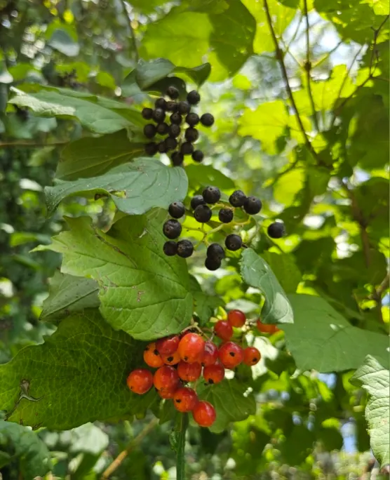 American Cranberrybush (Viburnum Opulus Var. Americanum) — the American Cranberrybush dazzles with white lace-cap flowers; spring welcomes white, image 90