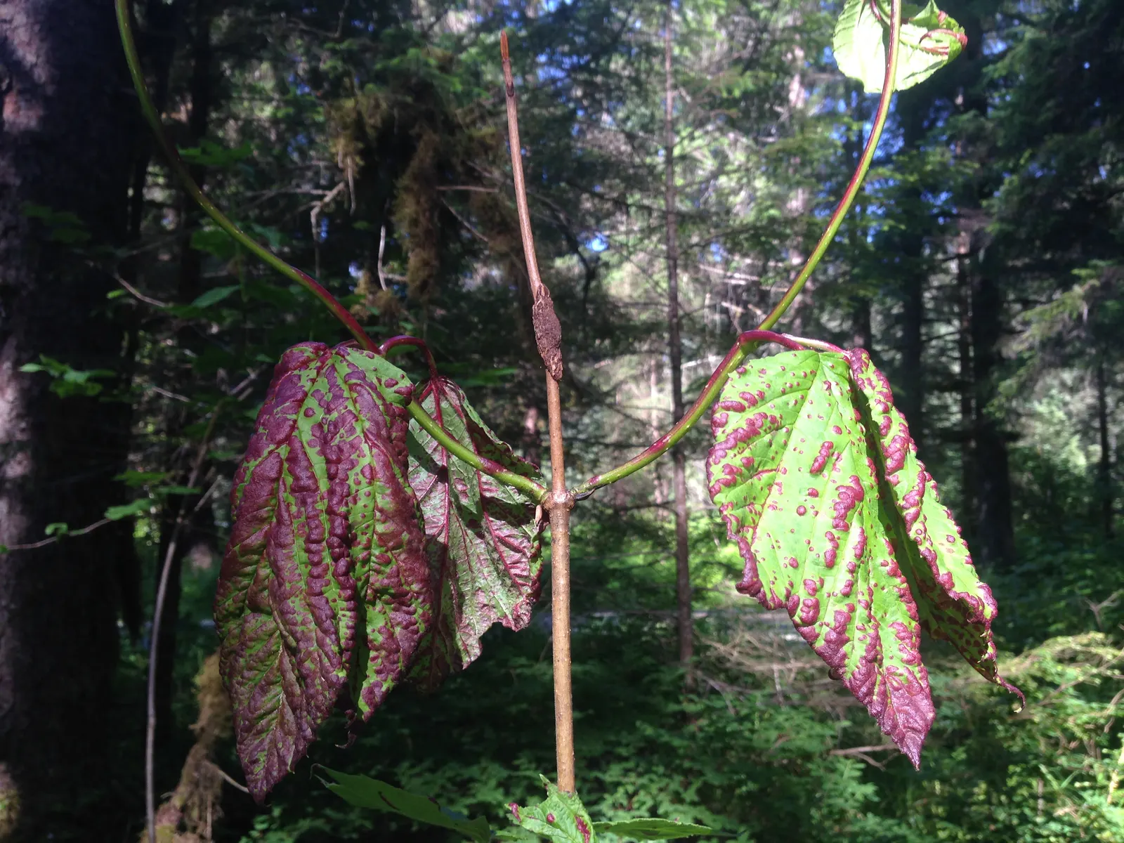 American Cranberrybush (Viburnum Opulus Var. Americanum) — offering a tart flavor favored in certain recipes.<br><br>Hardy in USDA zones 2 through 7