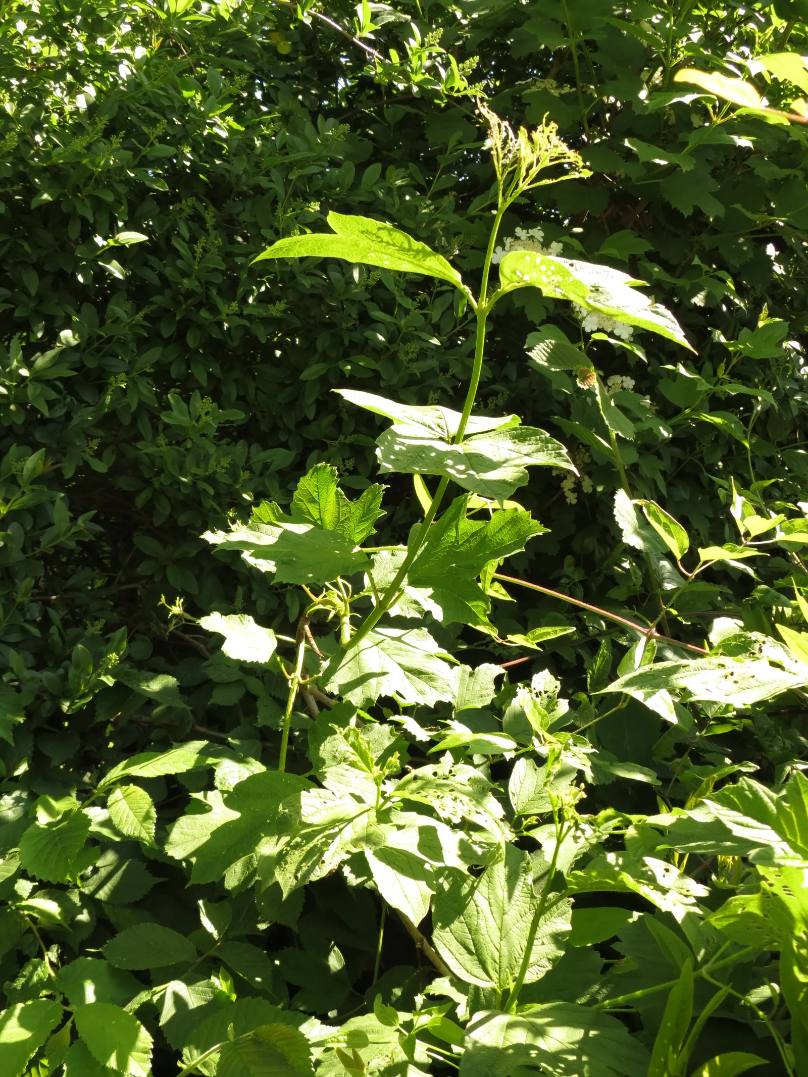 American Cranberrybush (Viburnum Opulus Var. Americanum) — offering a tart flavor favored in certain recipes.<br><br>Hardy in USDA zones 2 through 7, image 46