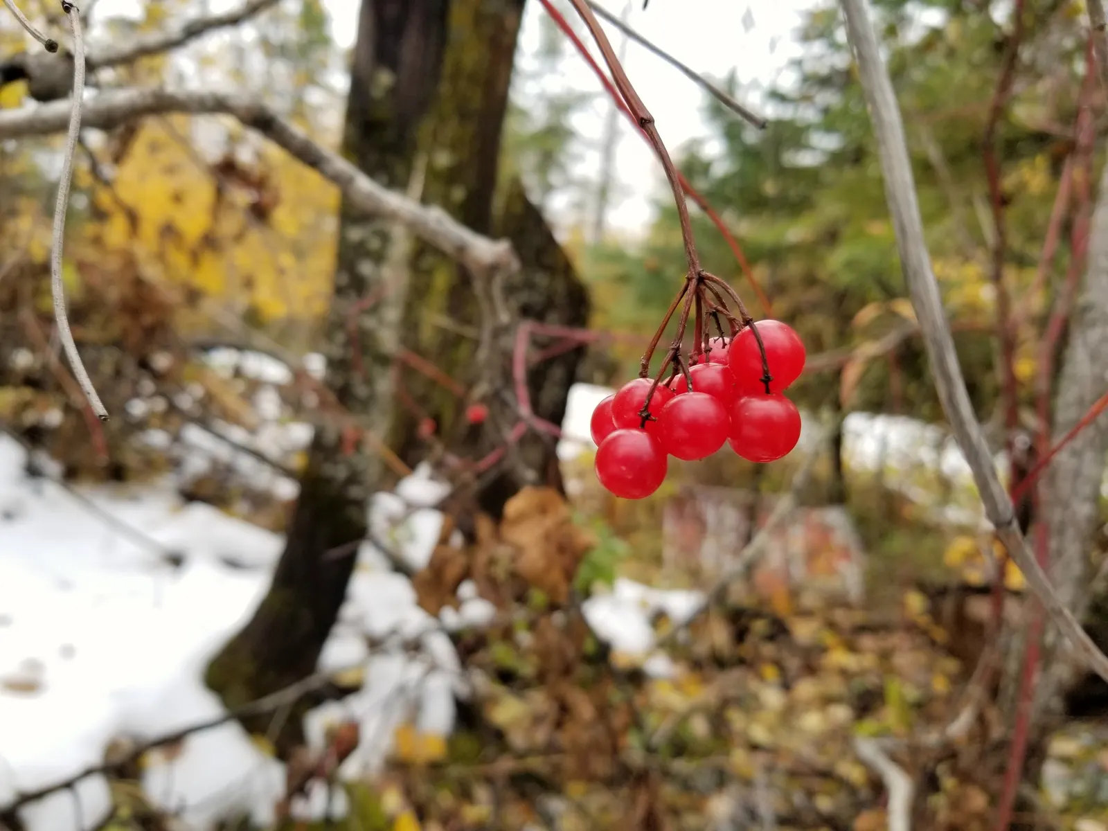 American Cranberrybush (Viburnum Opulus Var. Americanum) — Typically maturing to a height of 6 to 12 feet with an equal spread; the American Cranberrybush, a