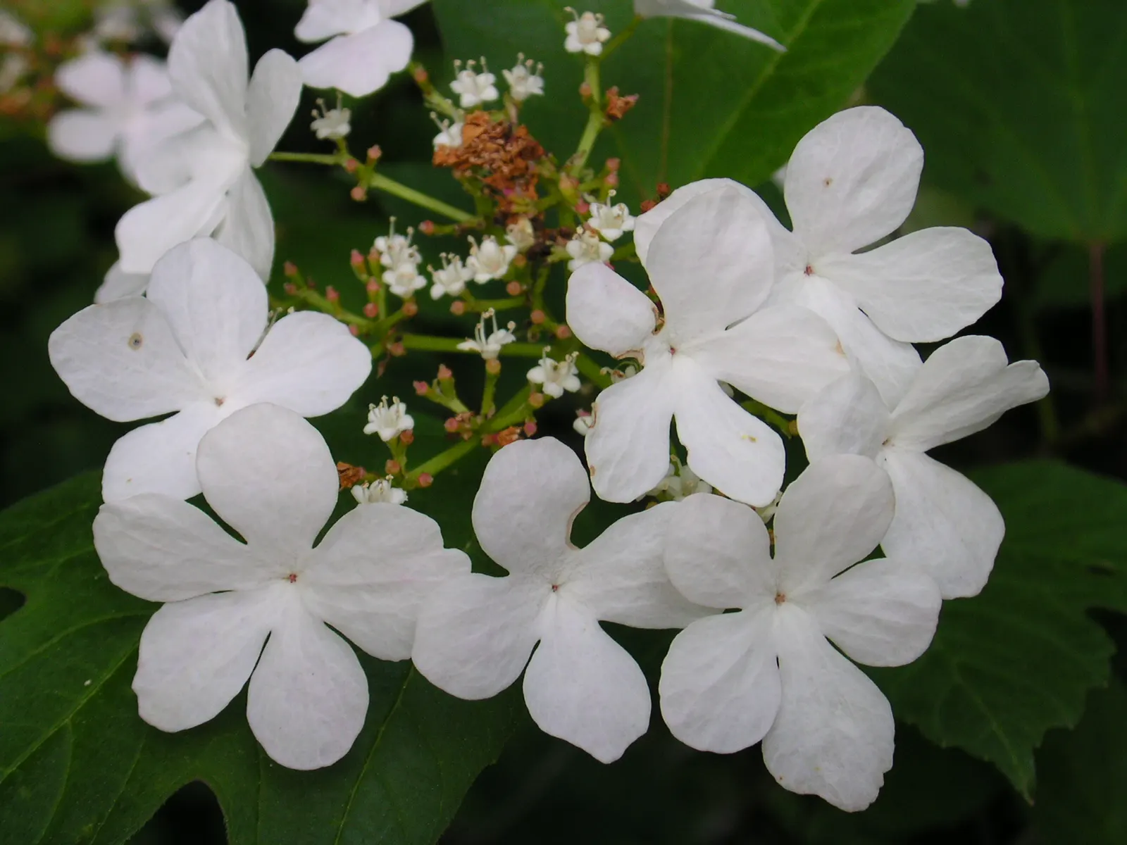 American Cranberrybush (Viburnum Opulus Var. Americanum) — injecting a burst of color into the autumn landscape; this low-maintenance shrub is an, image 89