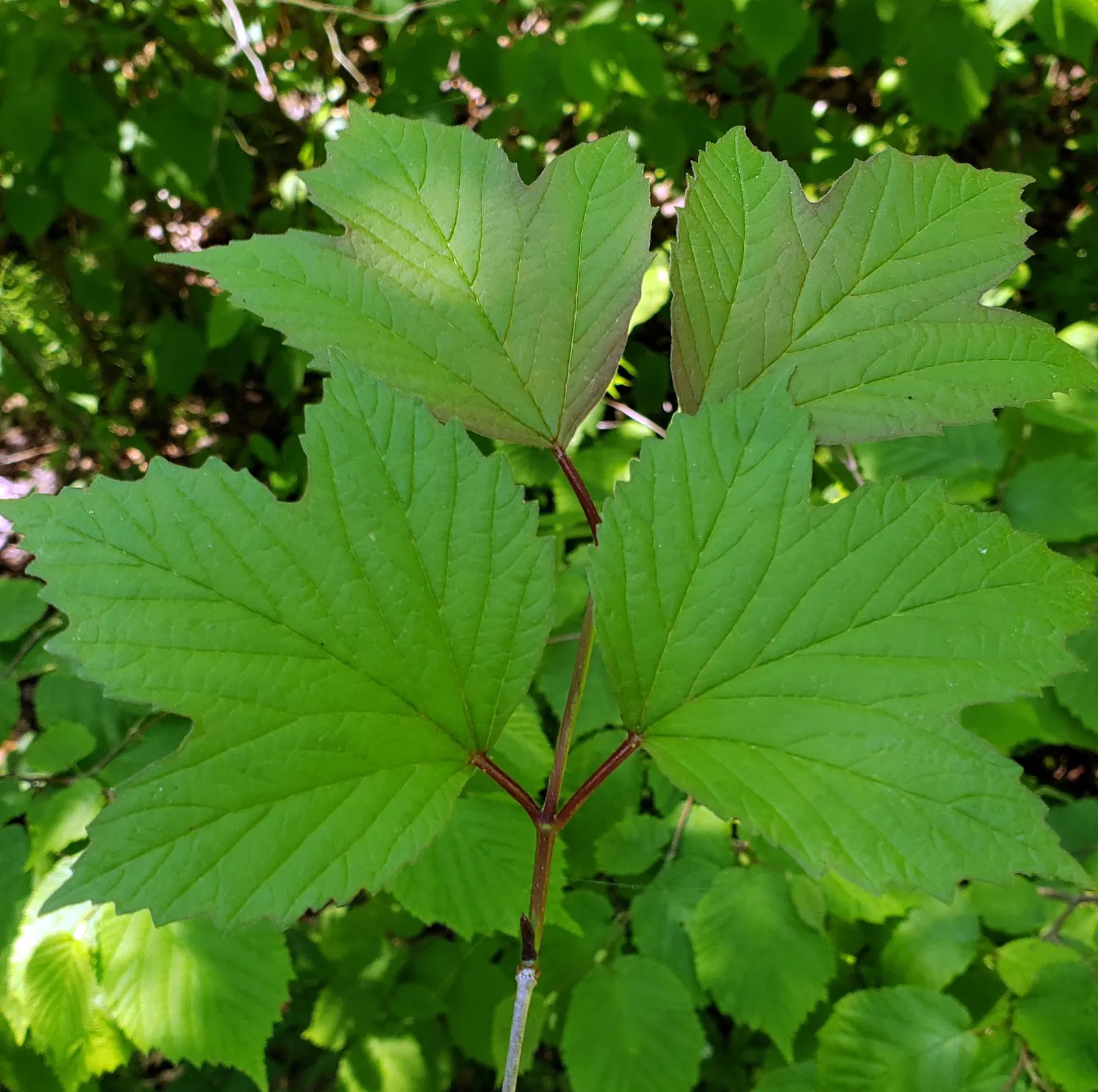 American Cranberrybush (Viburnum Opulus Var. Americanum) — americanum, is a versatile deciduous shrub that presents with both ornamental and, image 85