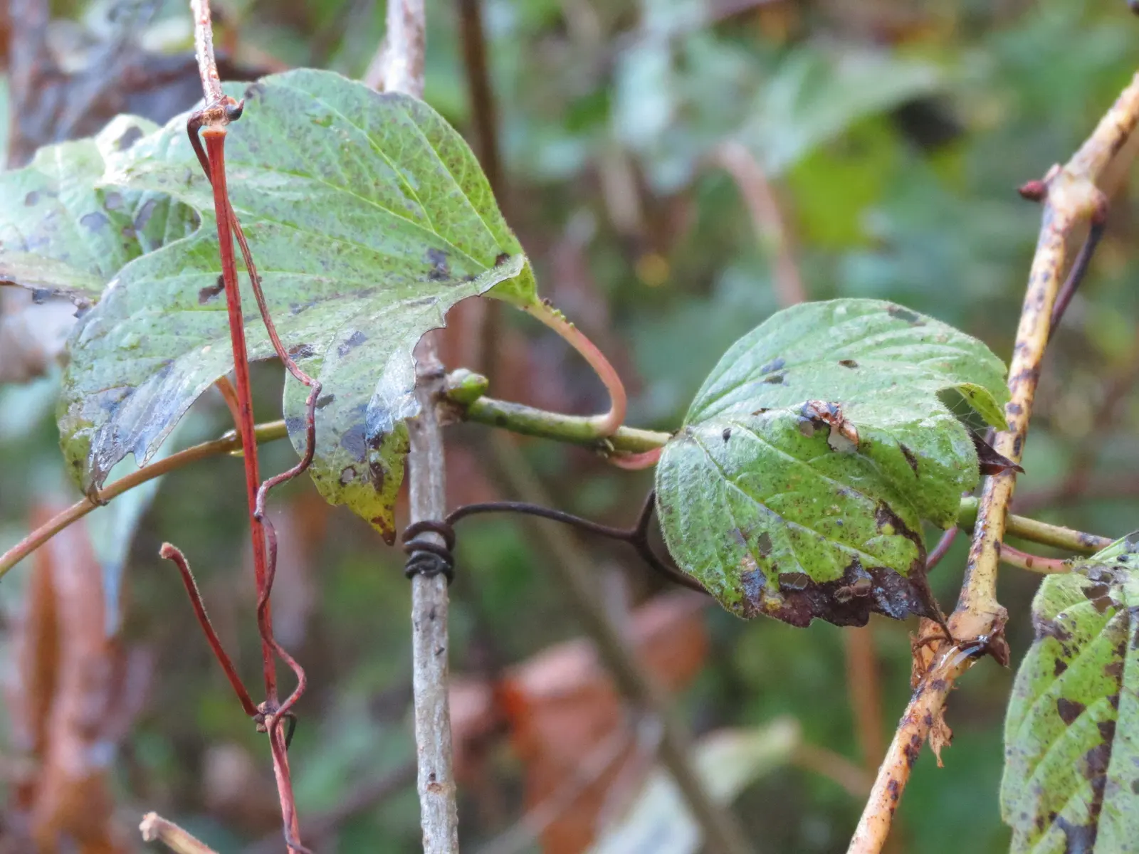 American Cranberrybush (Viburnum Opulus Var. Americanum) — forming larger corymbs up to 3 inches in diameter.<br><br>Following the blooming period, image 92