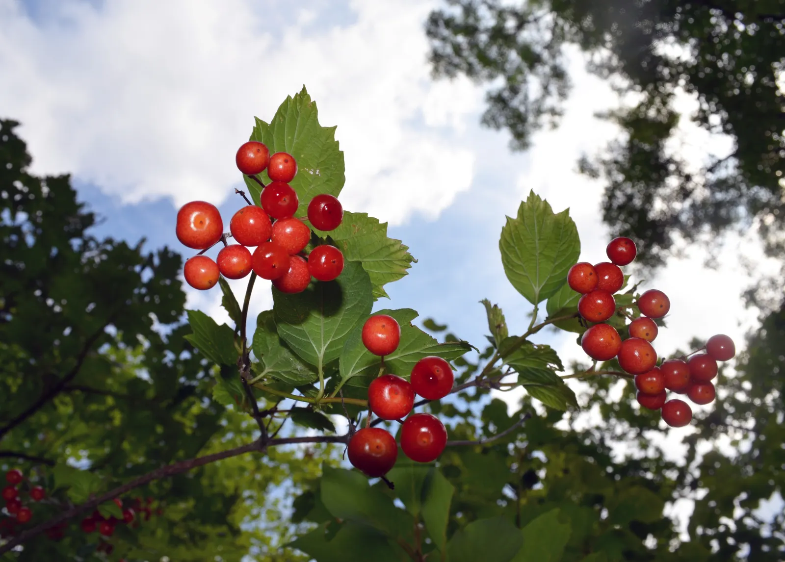 American Cranberrybush (Viburnum Opulus Var. Americanum) — each blossom roughly 1/4 inch across