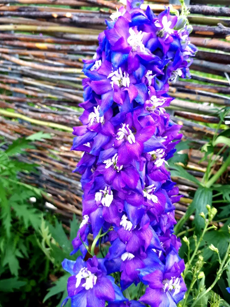 Candle Larkspur (Delphinium Elatum) — It flourishes in USDA Zones 3-7, blooming from late spring to early summer