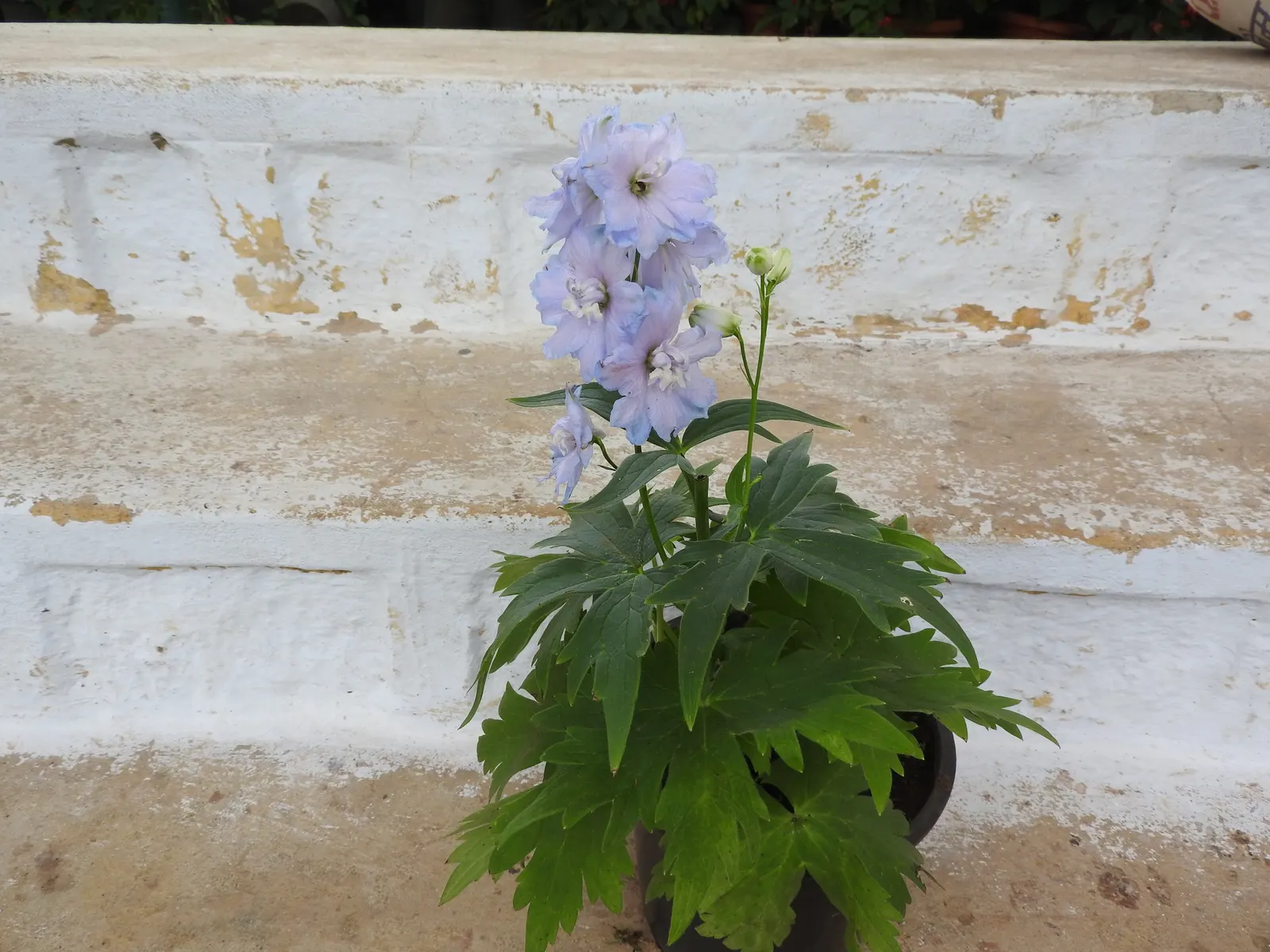 Candle Larkspur (Delphinium Elatum) — stately spires of bluish-purple flowers