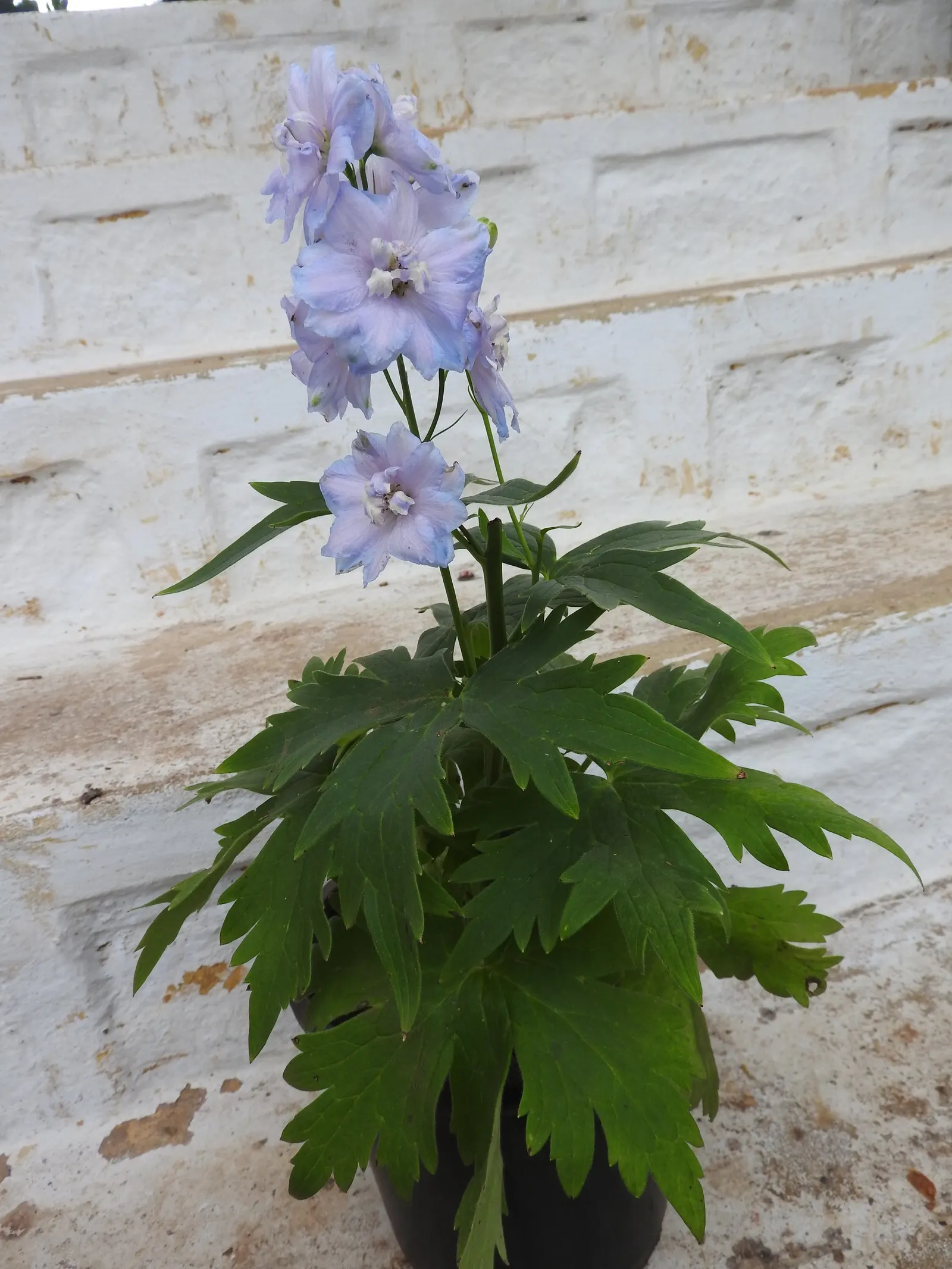 Candle Larkspur (Delphinium Elatum) — Candle Larkspur is best suited for USDA Hardiness Zones 3 through 7