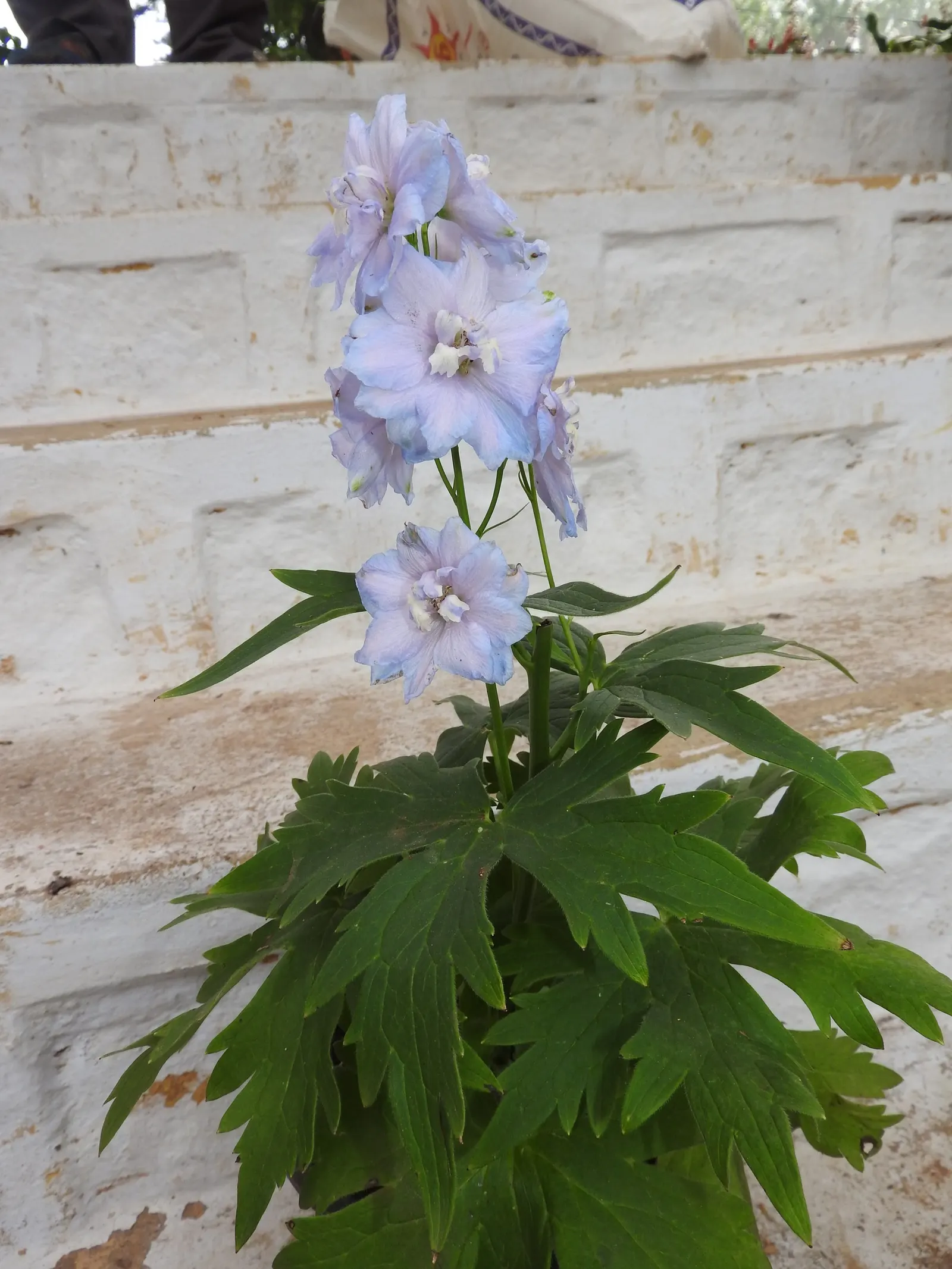 Candle Larkspur (Delphinium Elatum) — Native to the mountainous regions of central and southern Europe