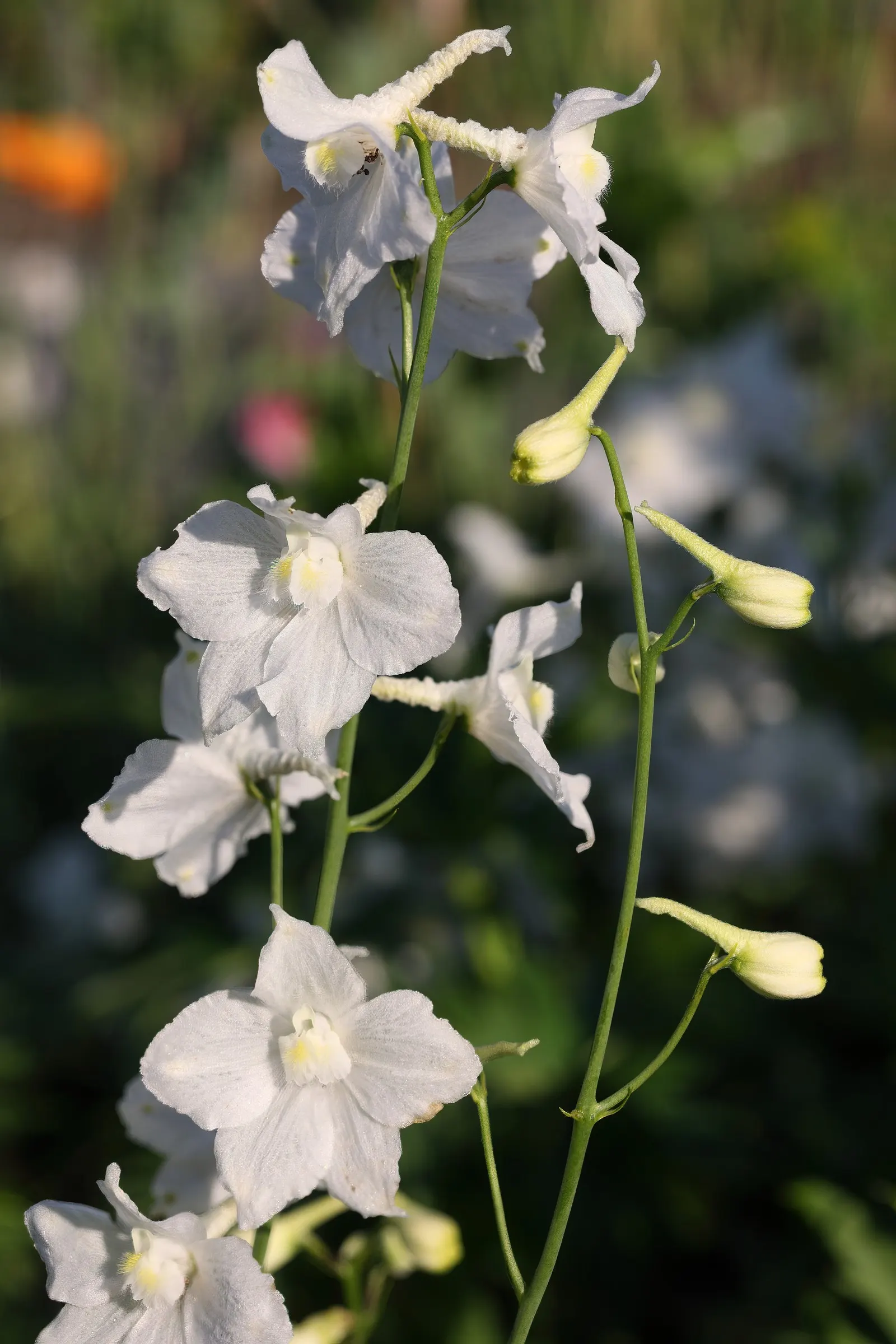 Candle Larkspur (Delphinium Elatum) — group Candle Larkspur in clusters of three or more to create bold swaths of color
