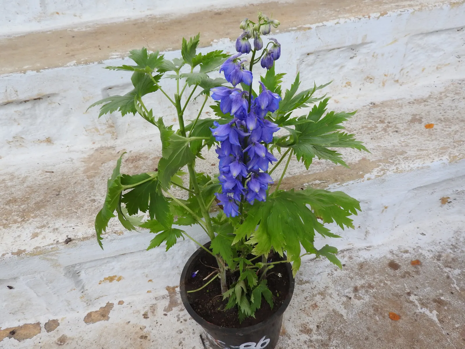 Candle Larkspur (Delphinium Elatum) — Bloom time typically occurs in late spring to early summer