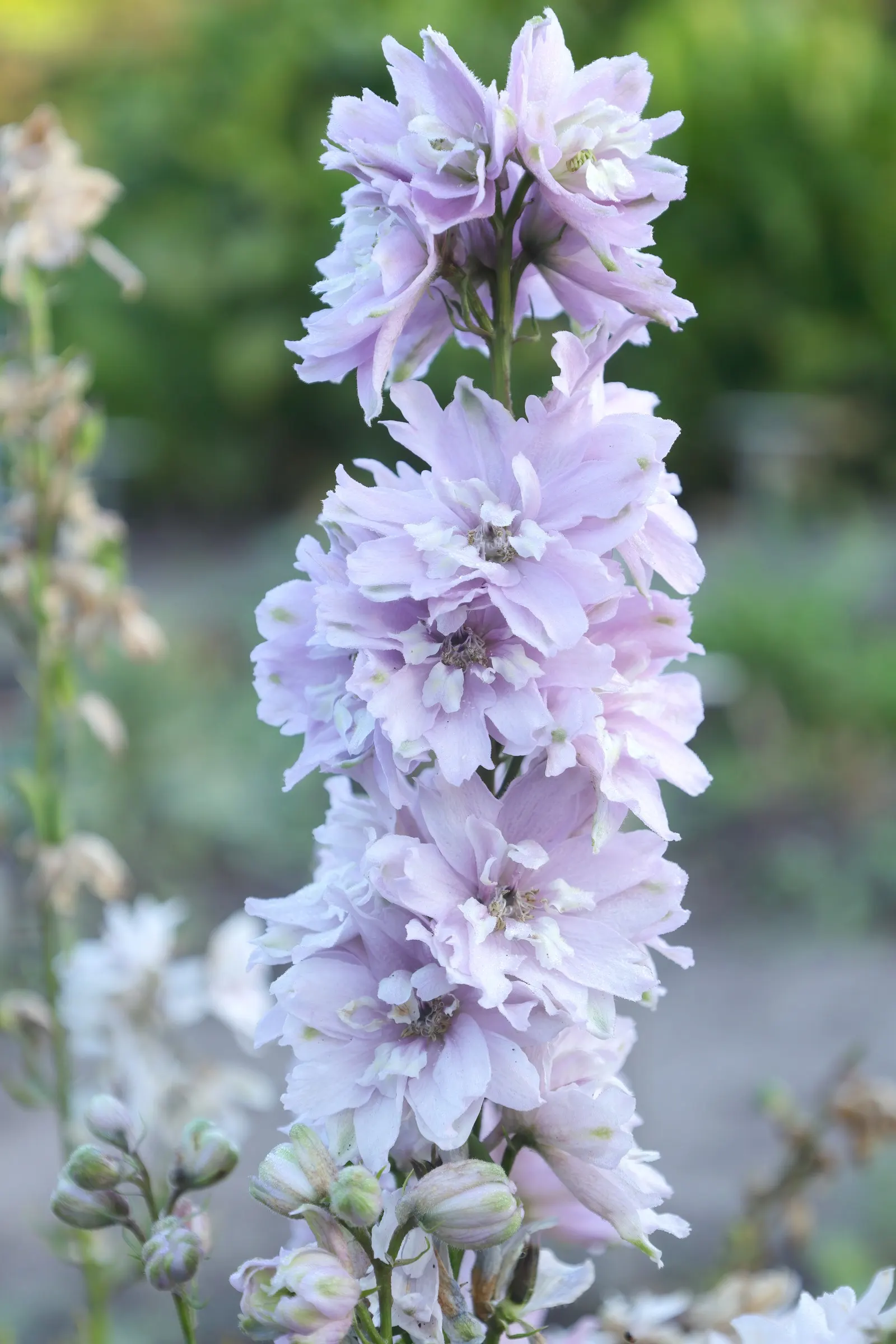 Candle Larkspur (Delphinium Elatum) — Towering up to 6 feet tall, it's ideal for adding vertical interest to any garden